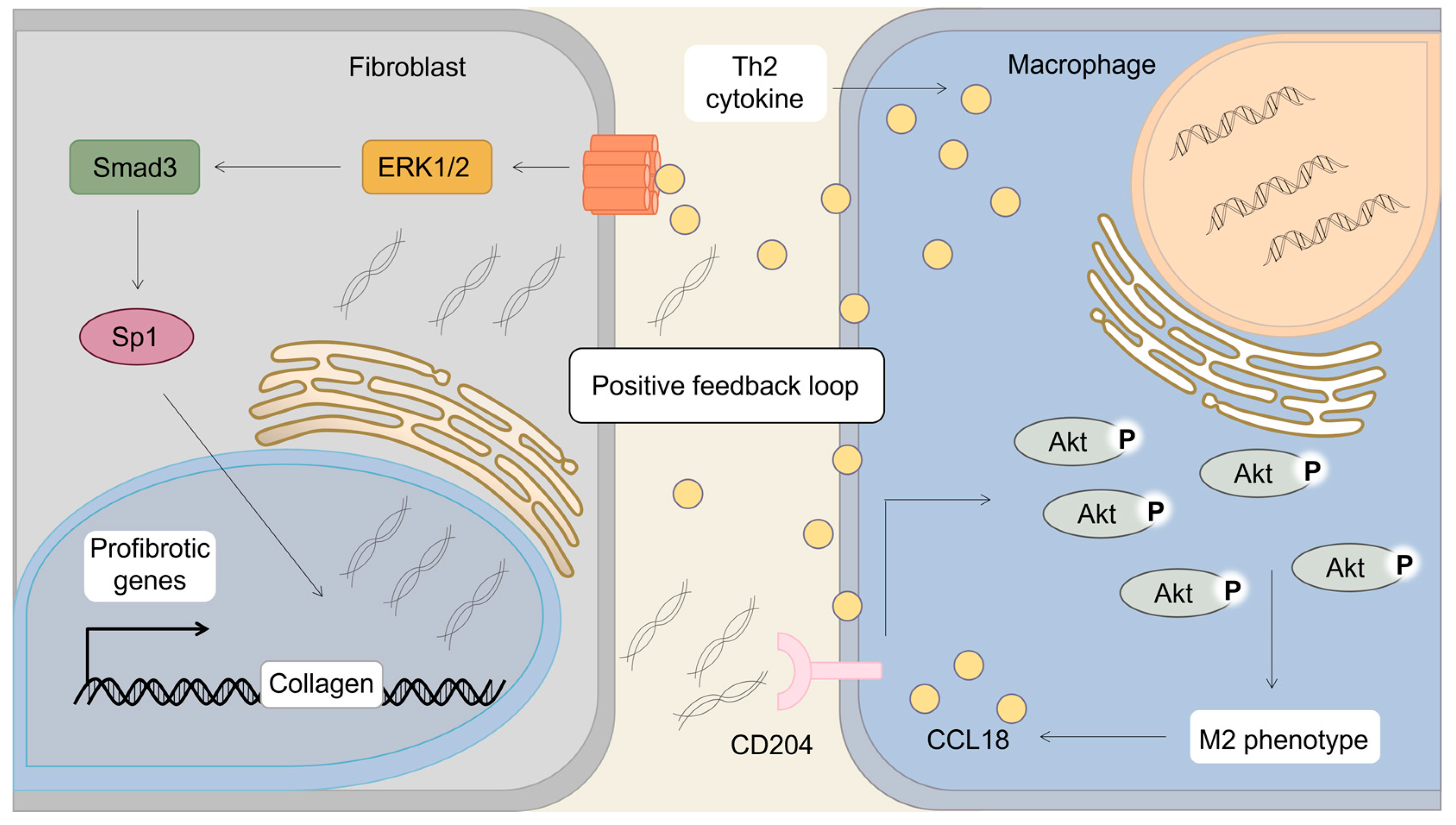 Biomolecules 13 00333 g003 Biomolecules 13 00333 g003