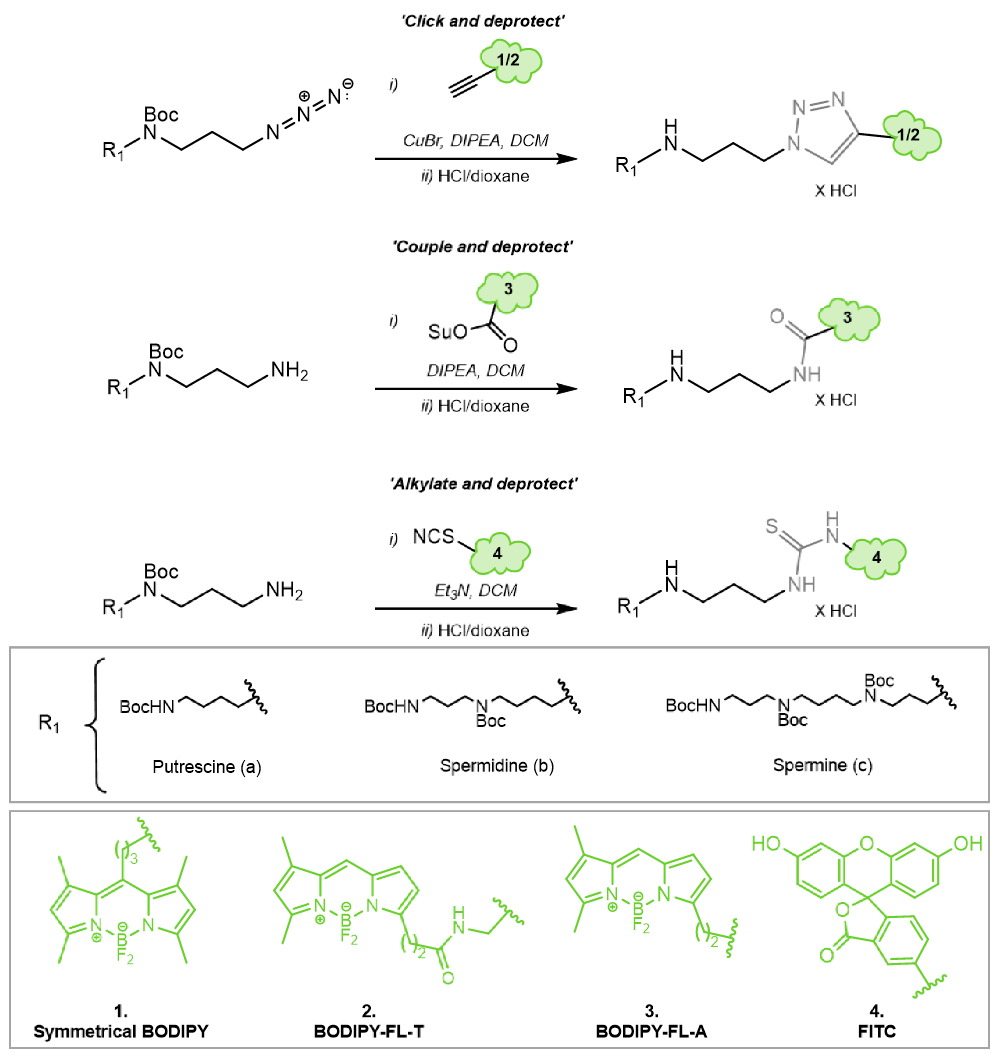Biomolecules 13 00337 g004
