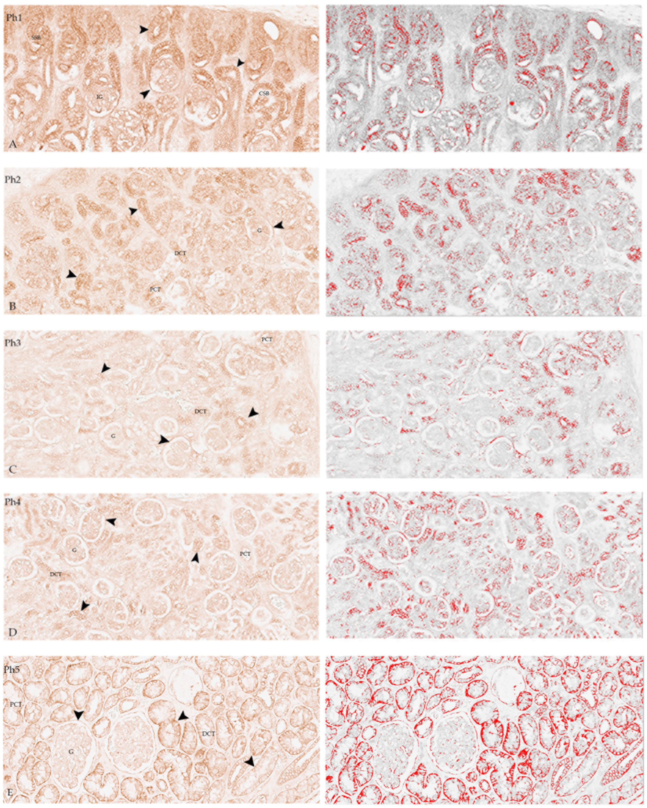 Biomolecules 13 00340 g001