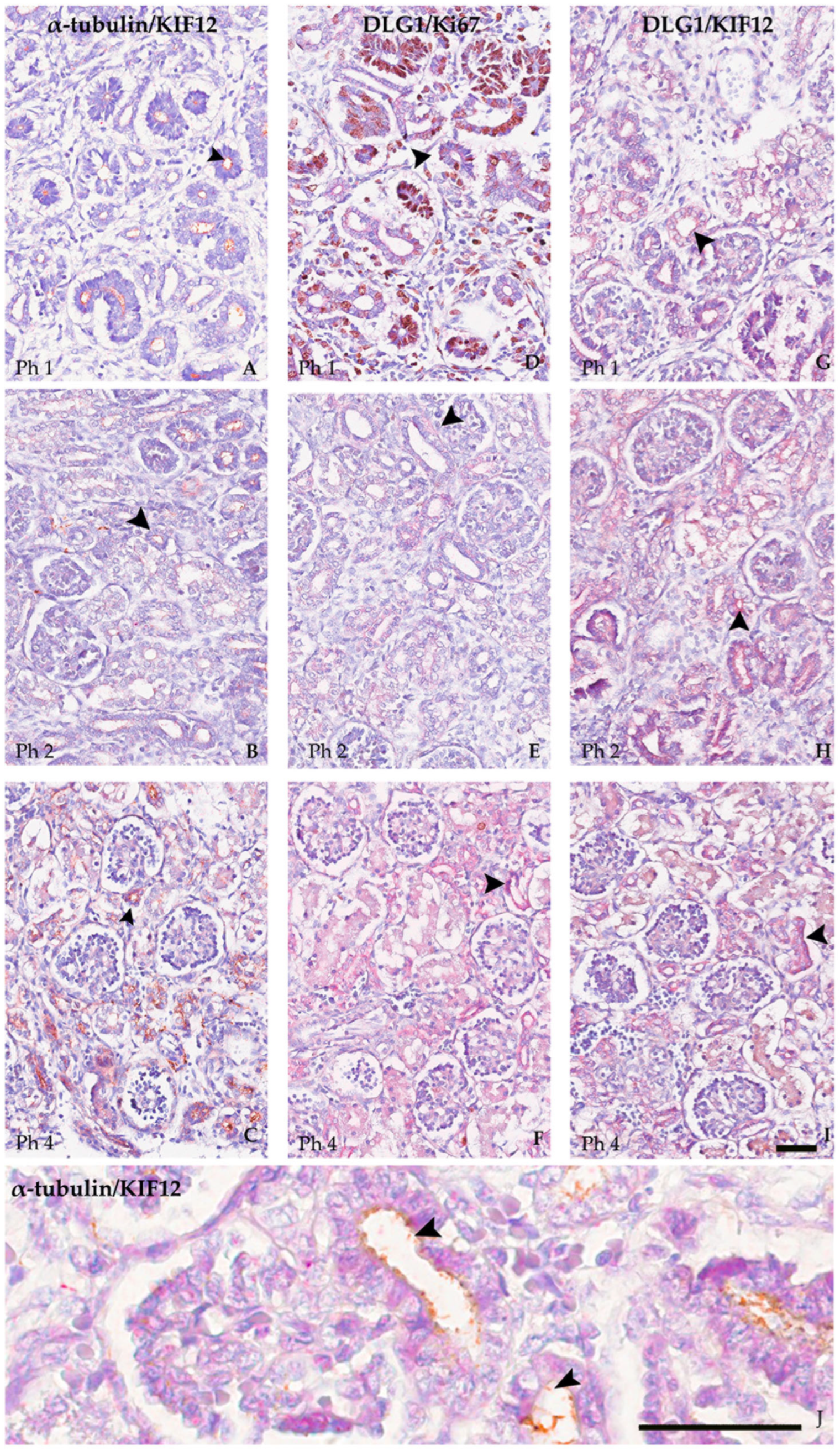 Biomolecules 13 00340 g010