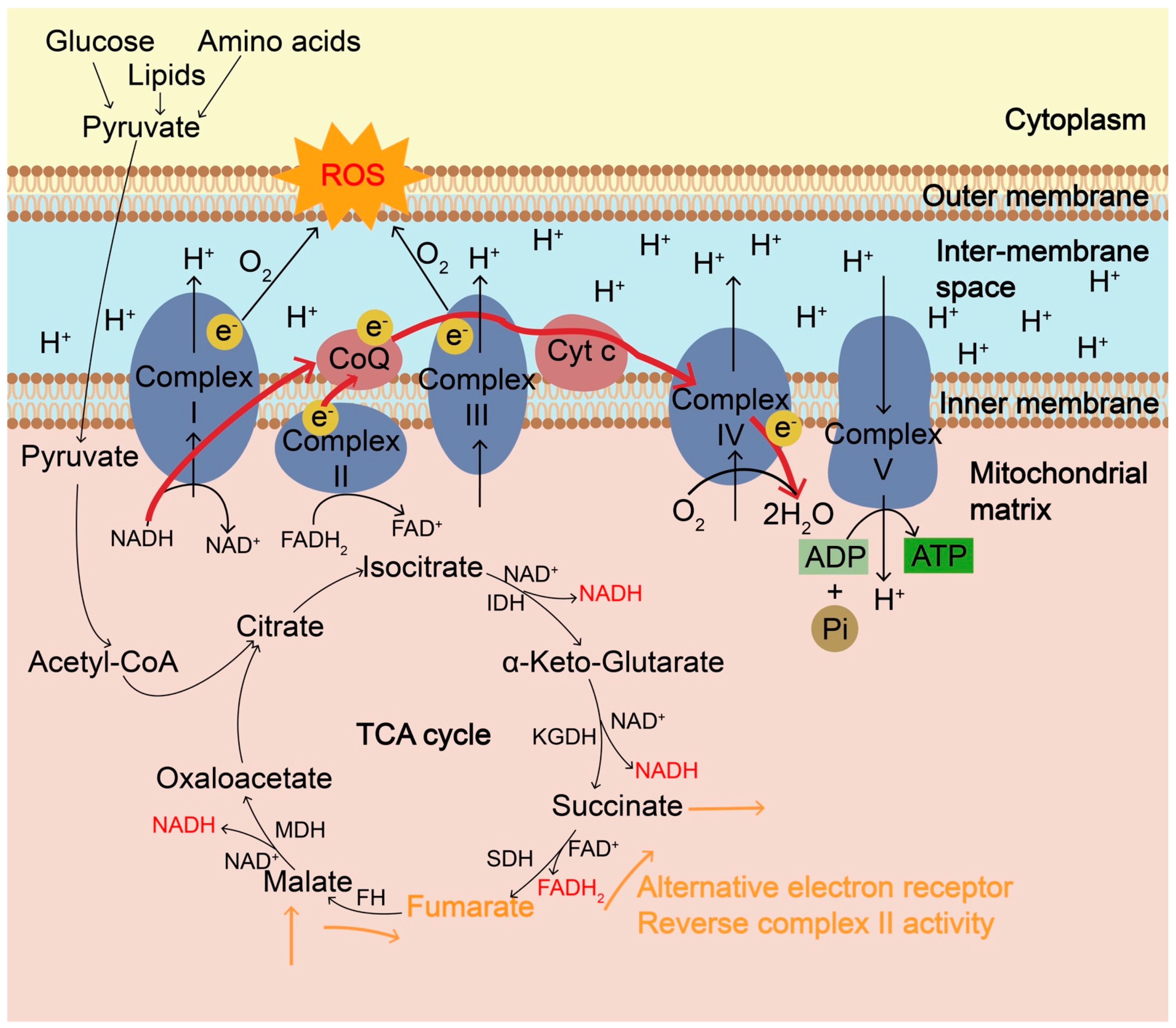 Biomolecules 13 00353 g001