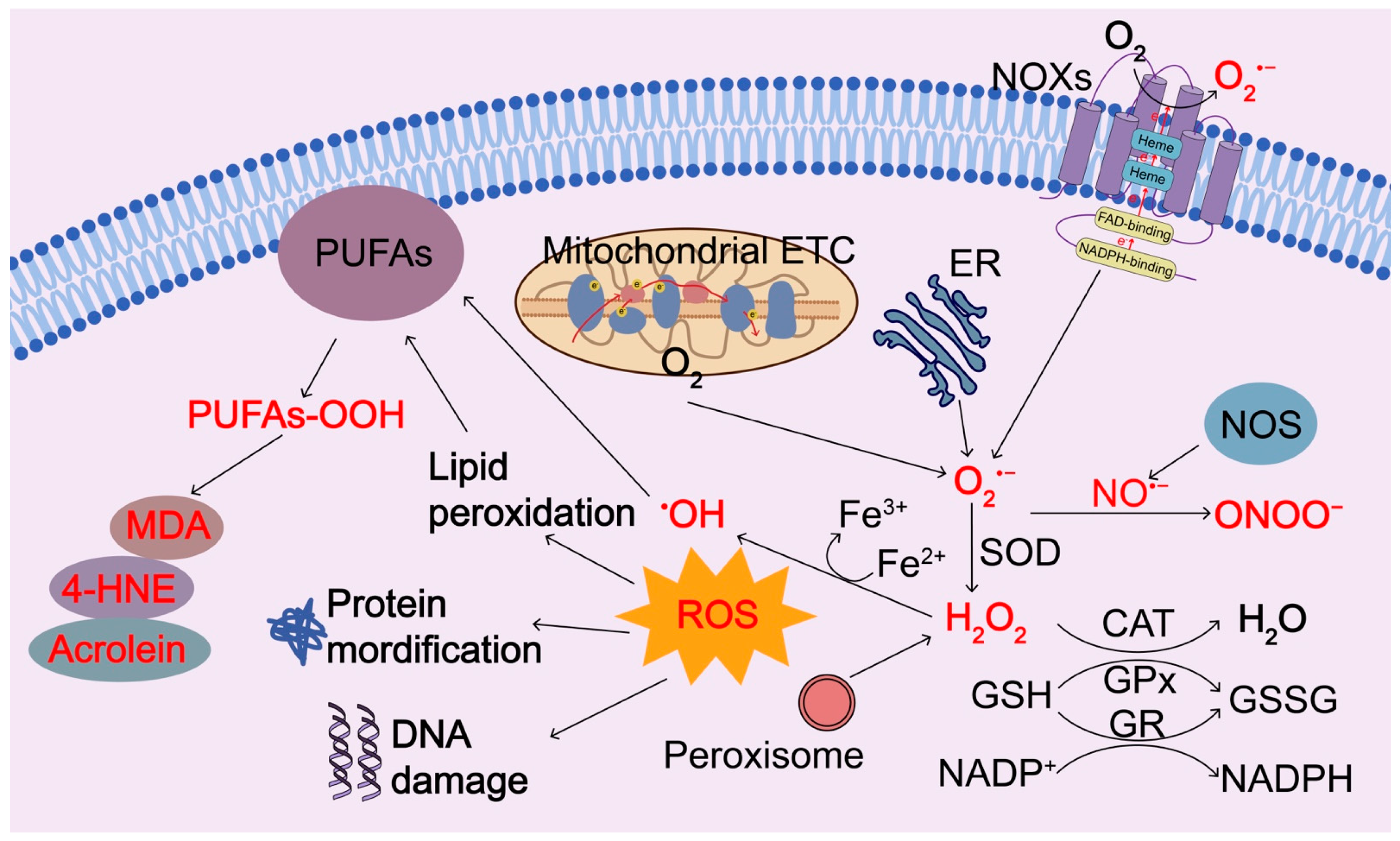 Biomolecules 13 00353 g002