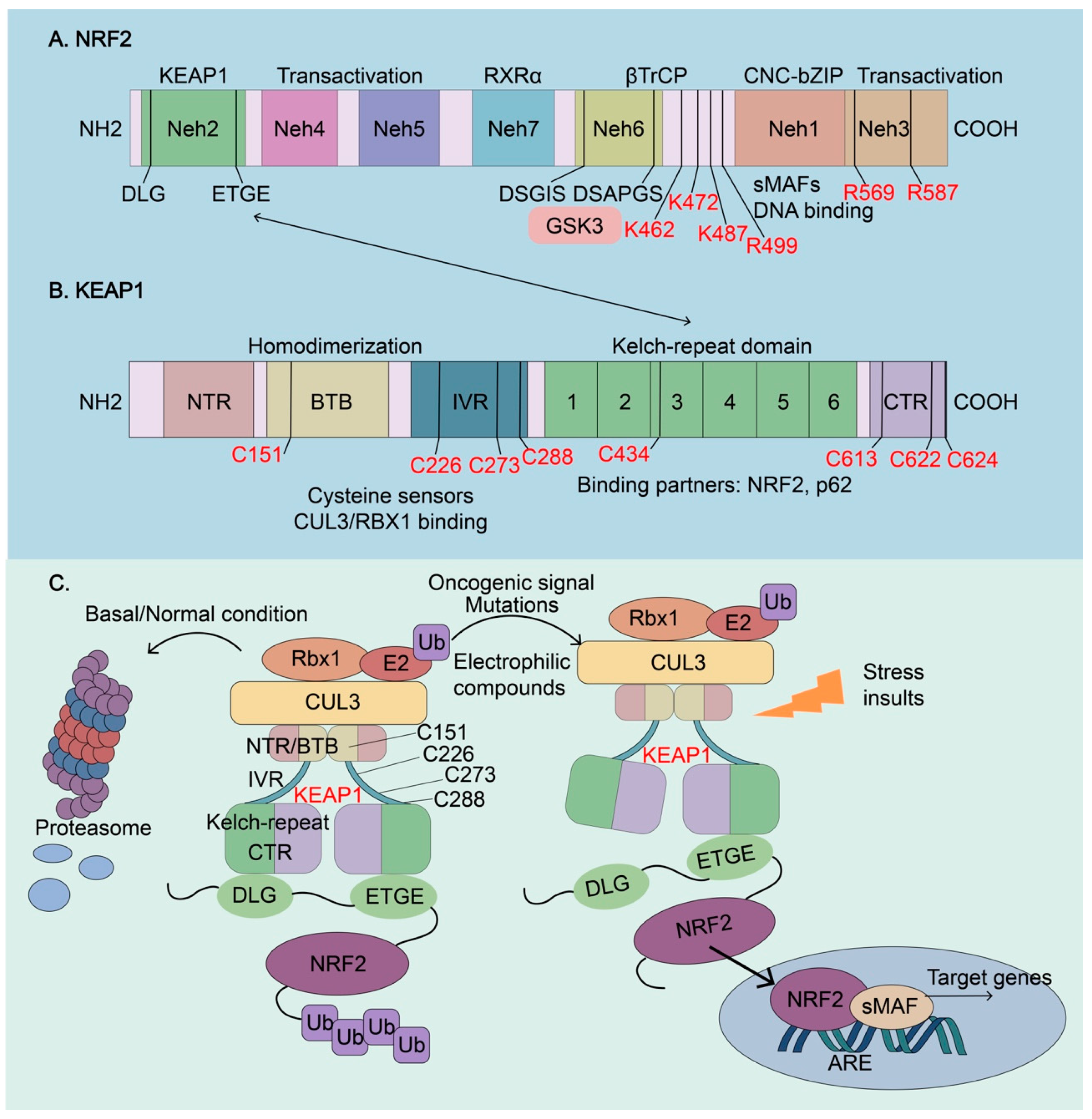 Biomolecules 13 00353 g003