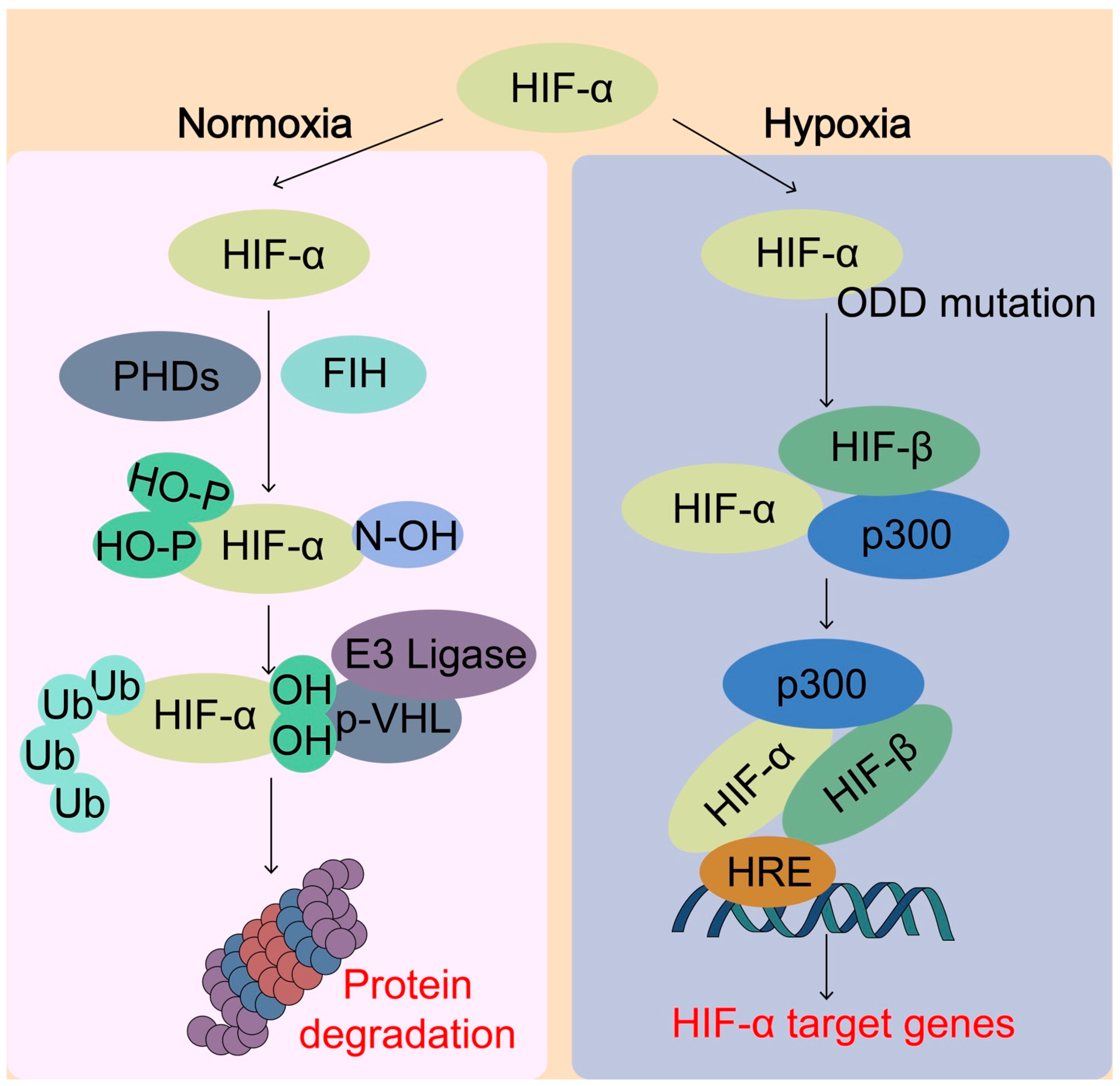 Biomolecules 13 00353 g004