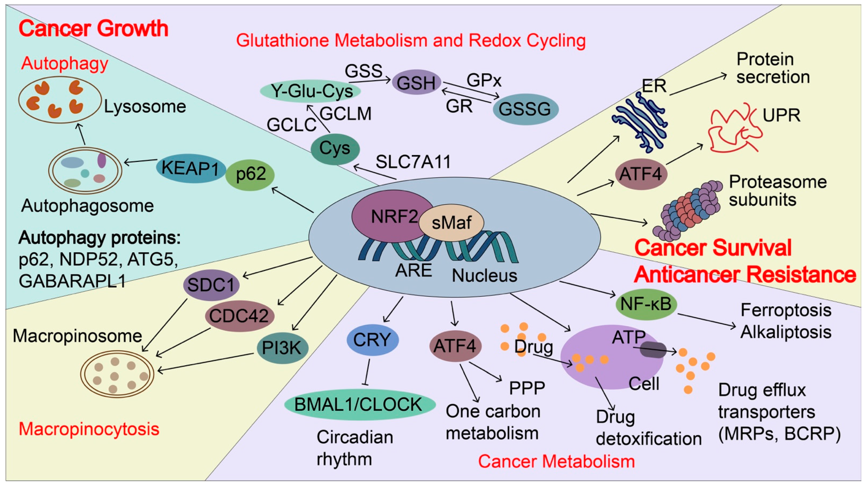 Biomolecules 13 00353 g005