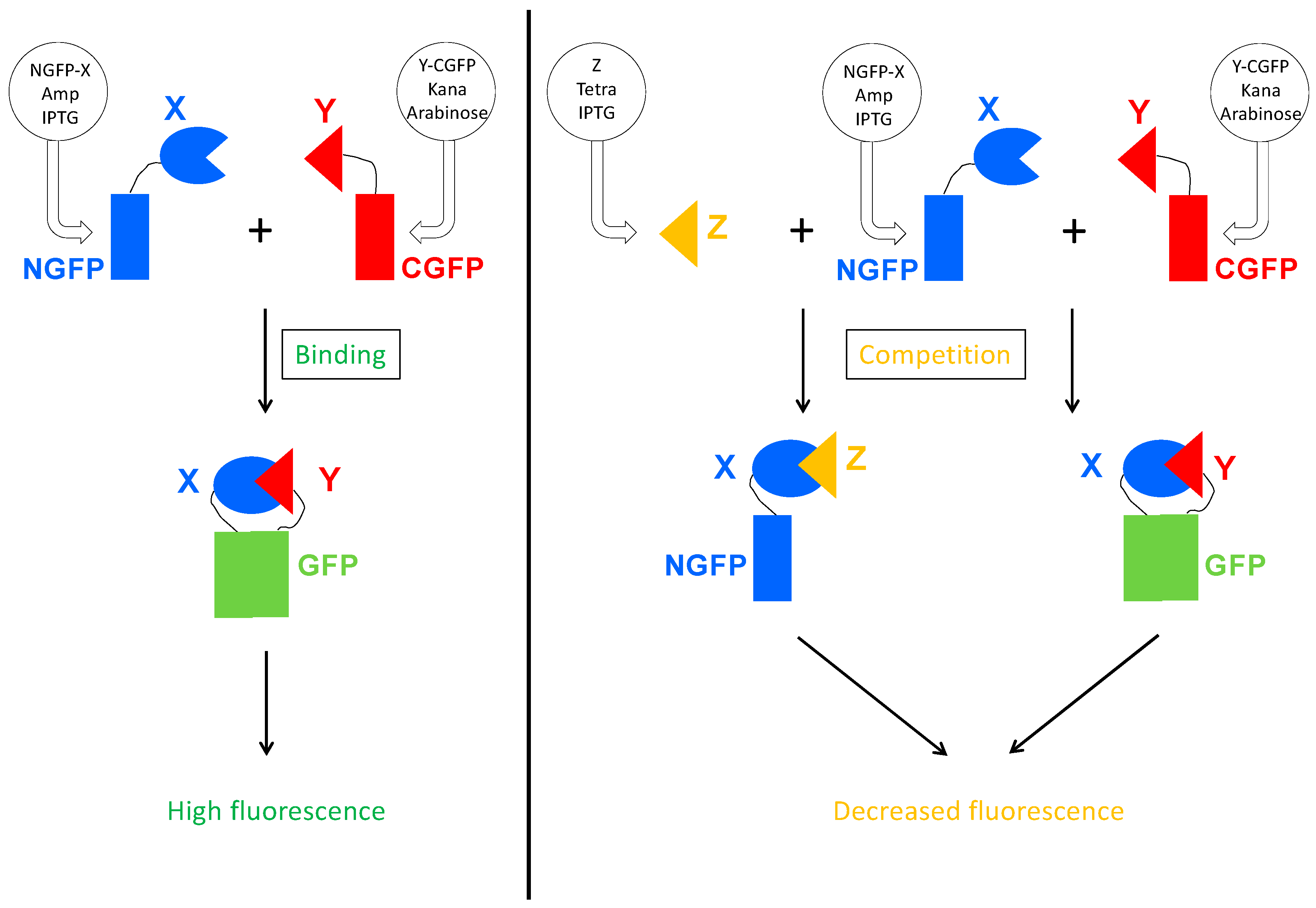 Biomolecules 13 00354 g003