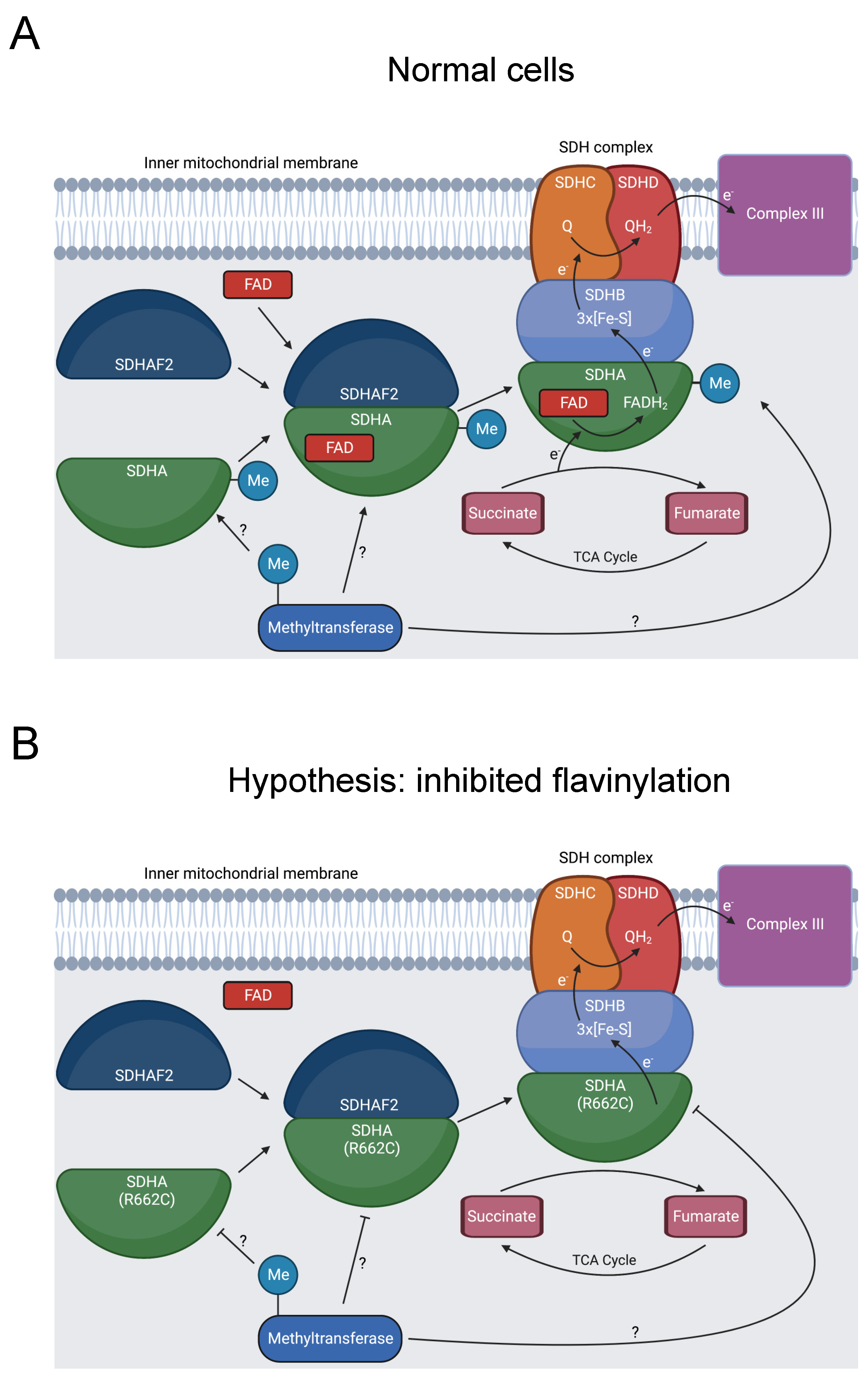 Biomolecules 13 00355 g007a Biomolecules 13 00355 g007a
