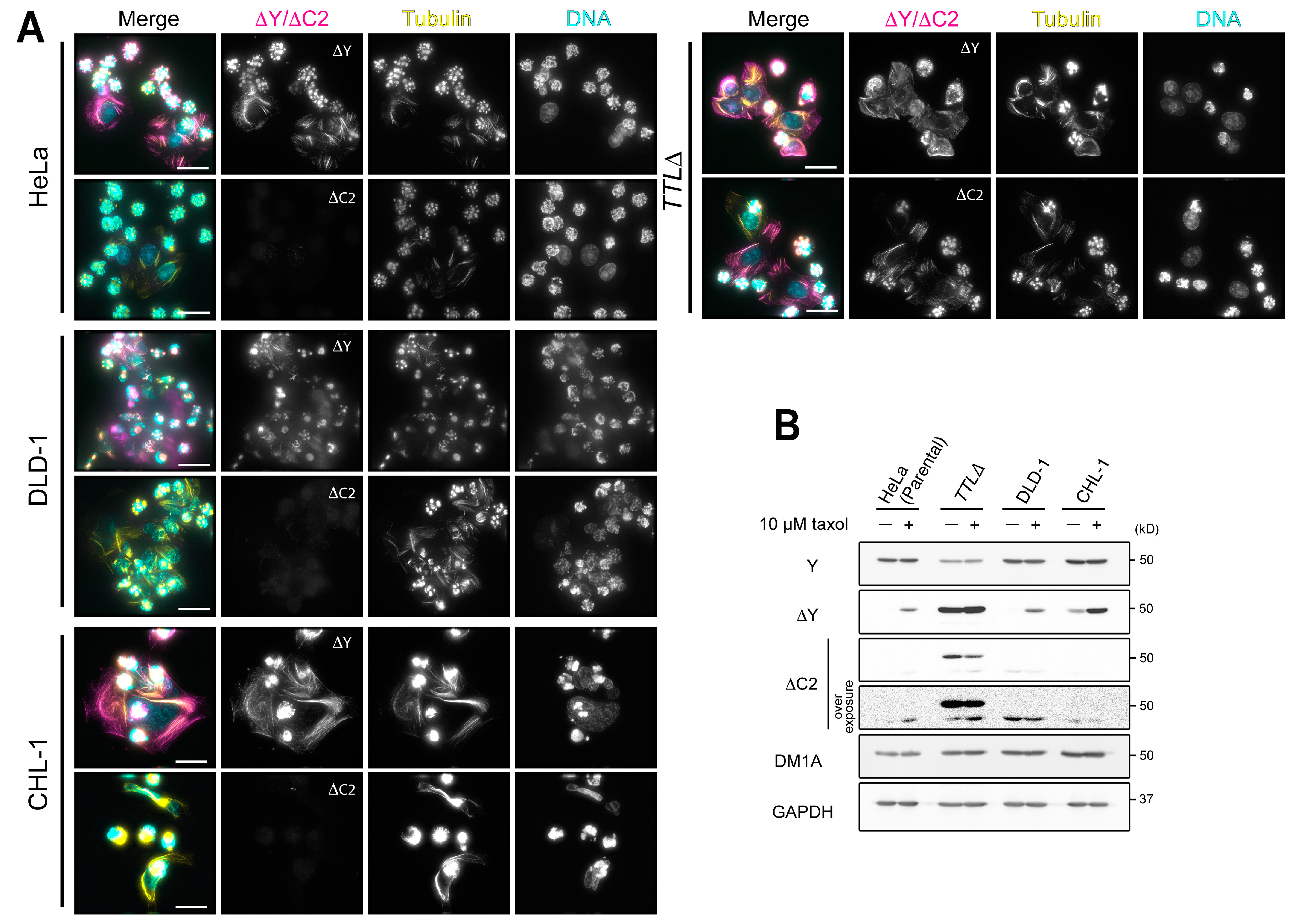 Biomolecules 13 00357 g002