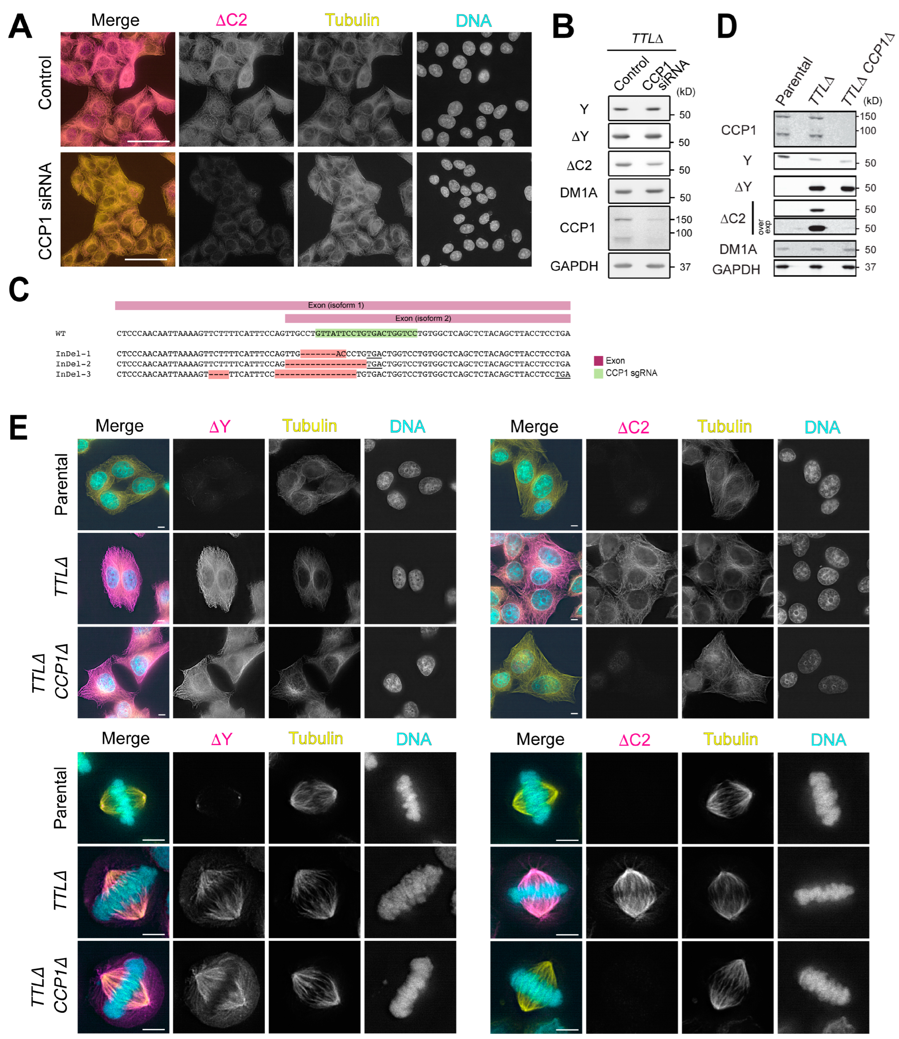 Biomolecules 13 00357 g003