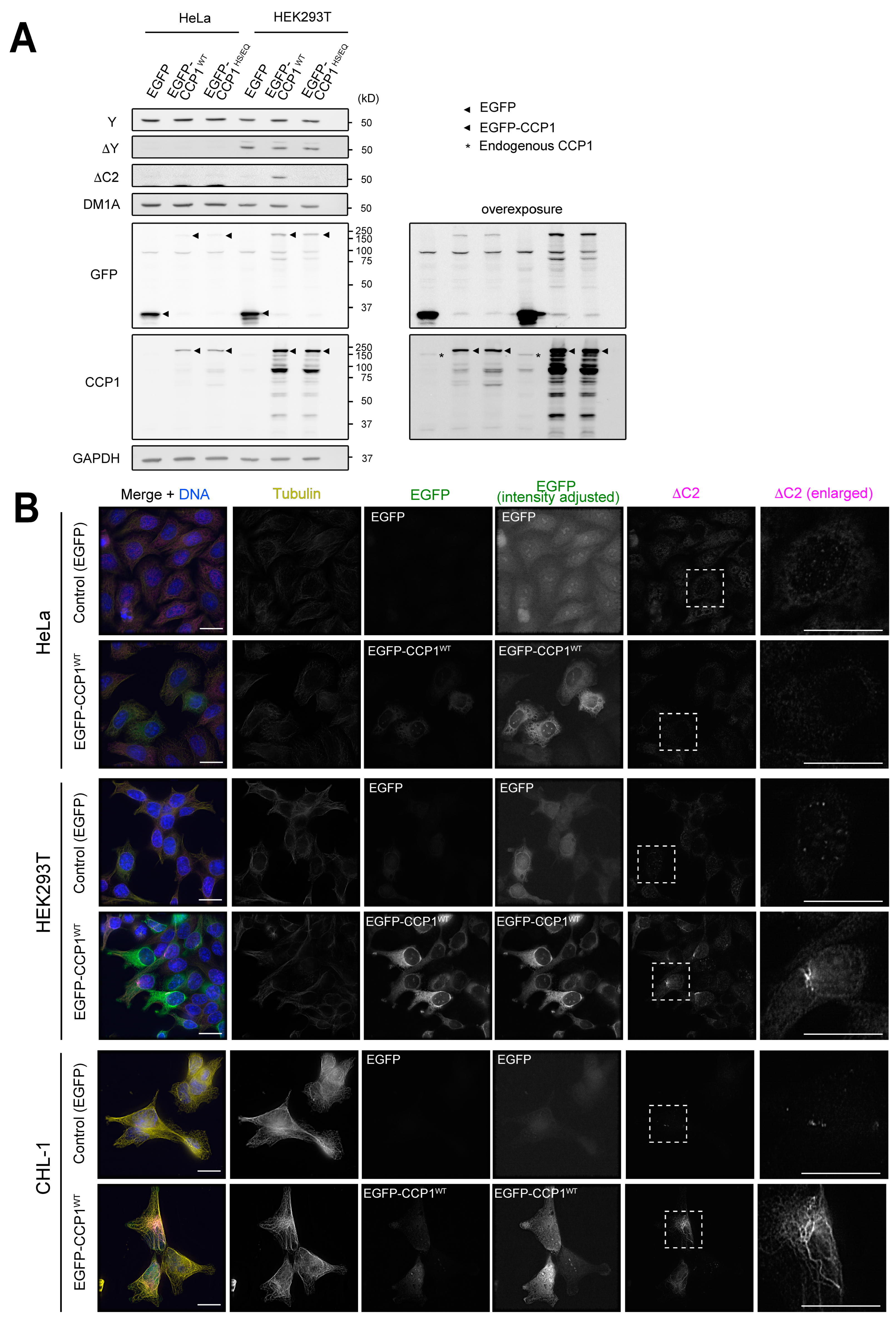 Biomolecules 13 00357 g004