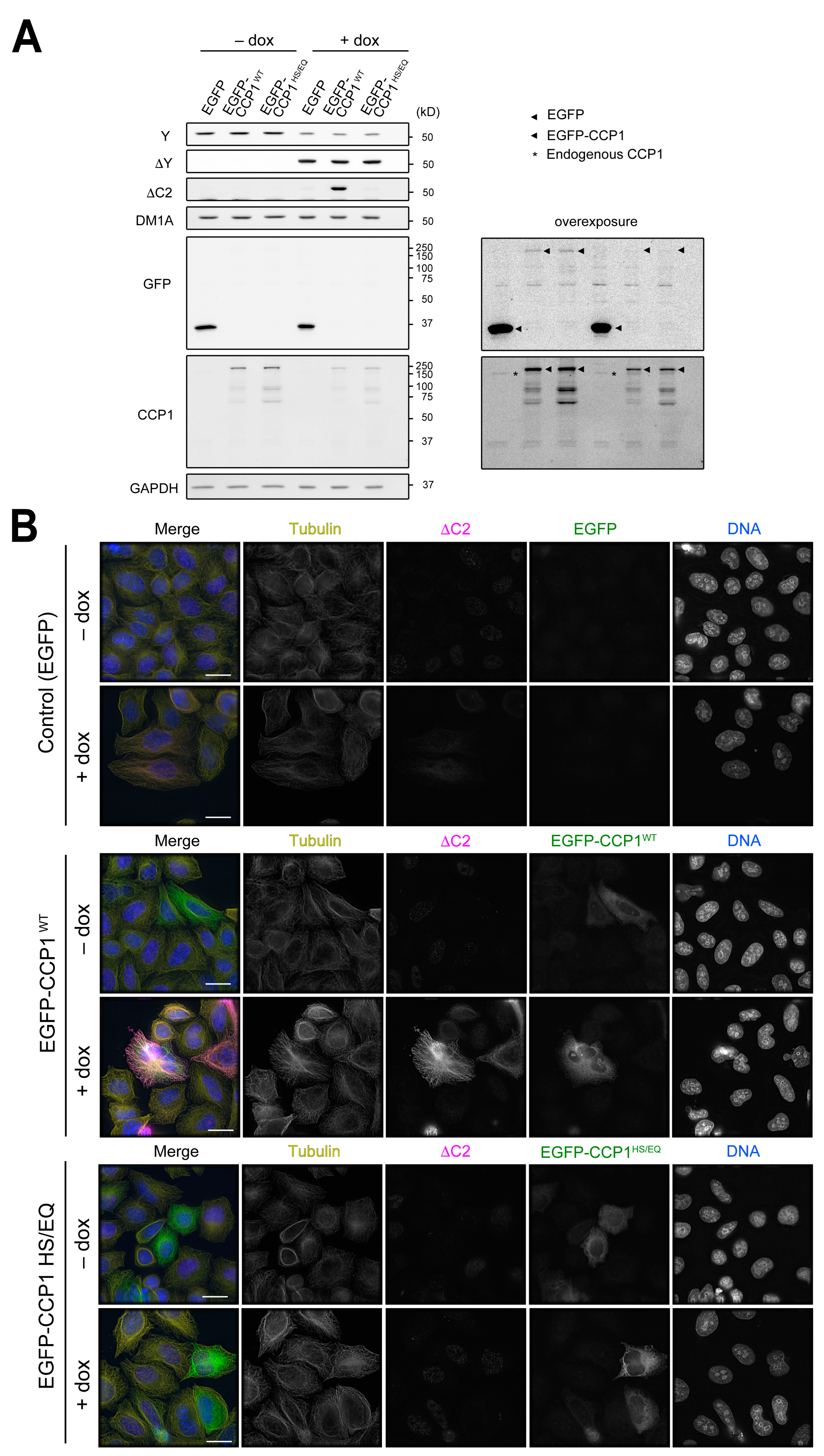 Biomolecules 13 00357 g005