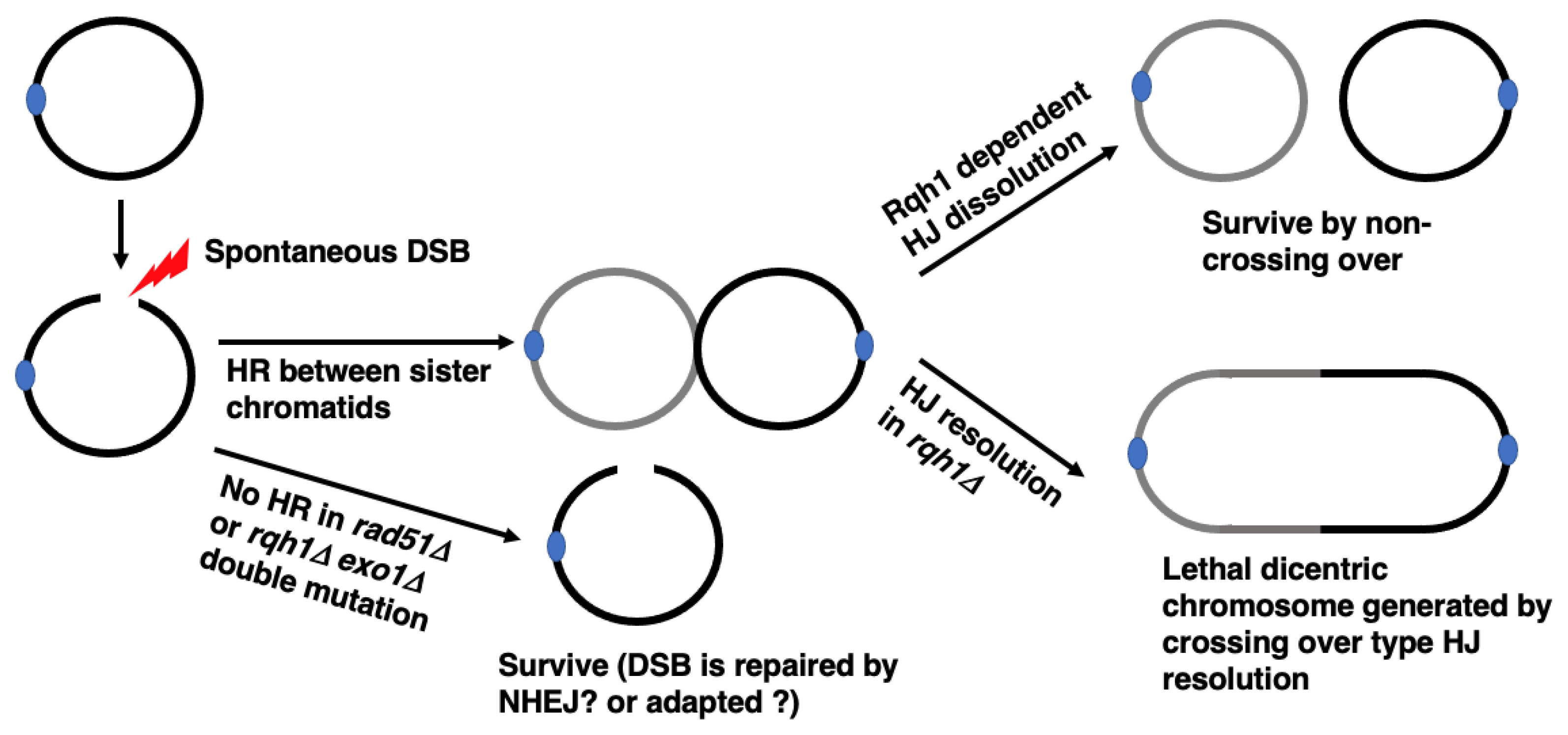 Biomolecules 13 00370 g002 Biomolecules 13 00370 g002