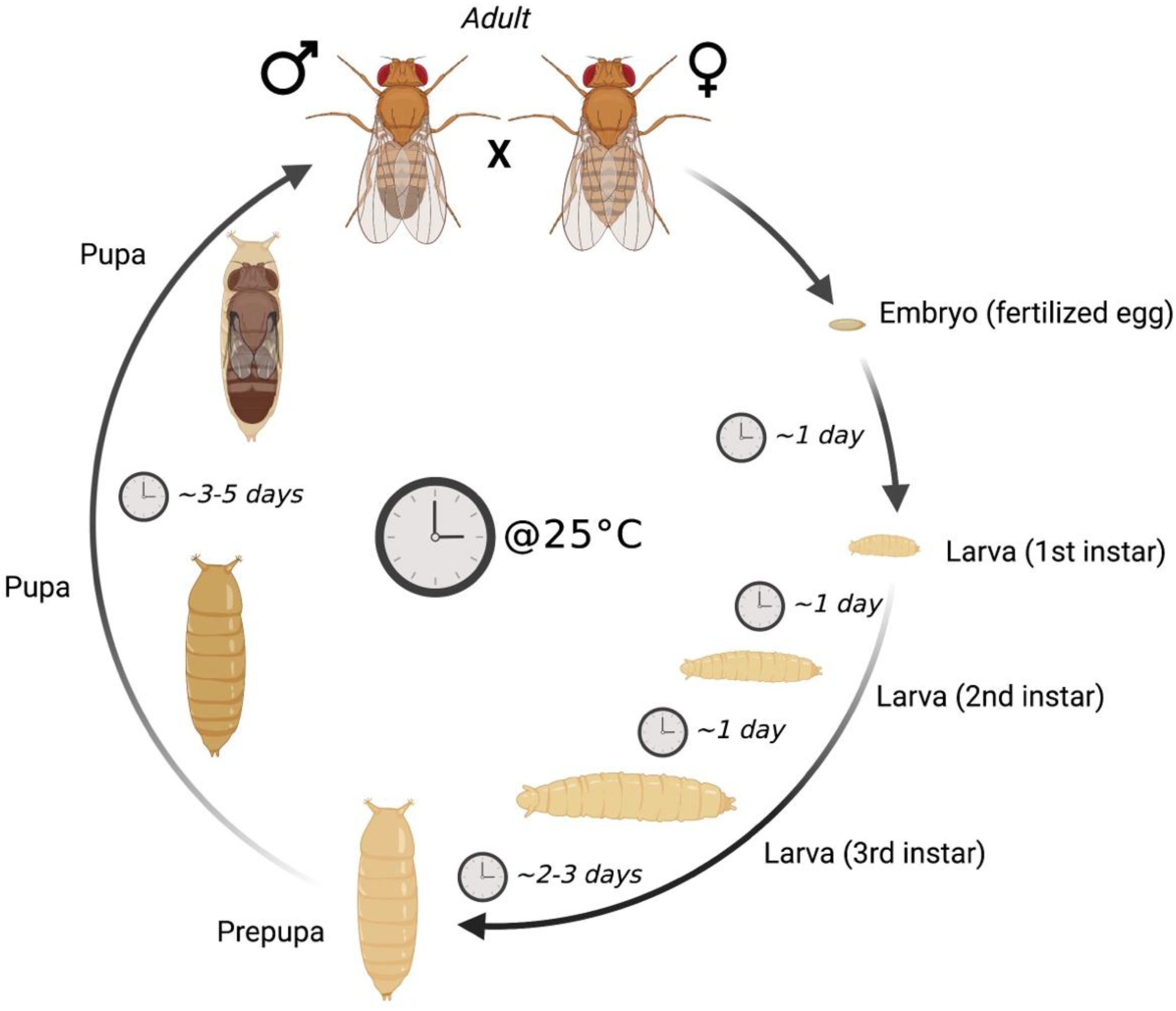 Biomolecules 13 00378 g001