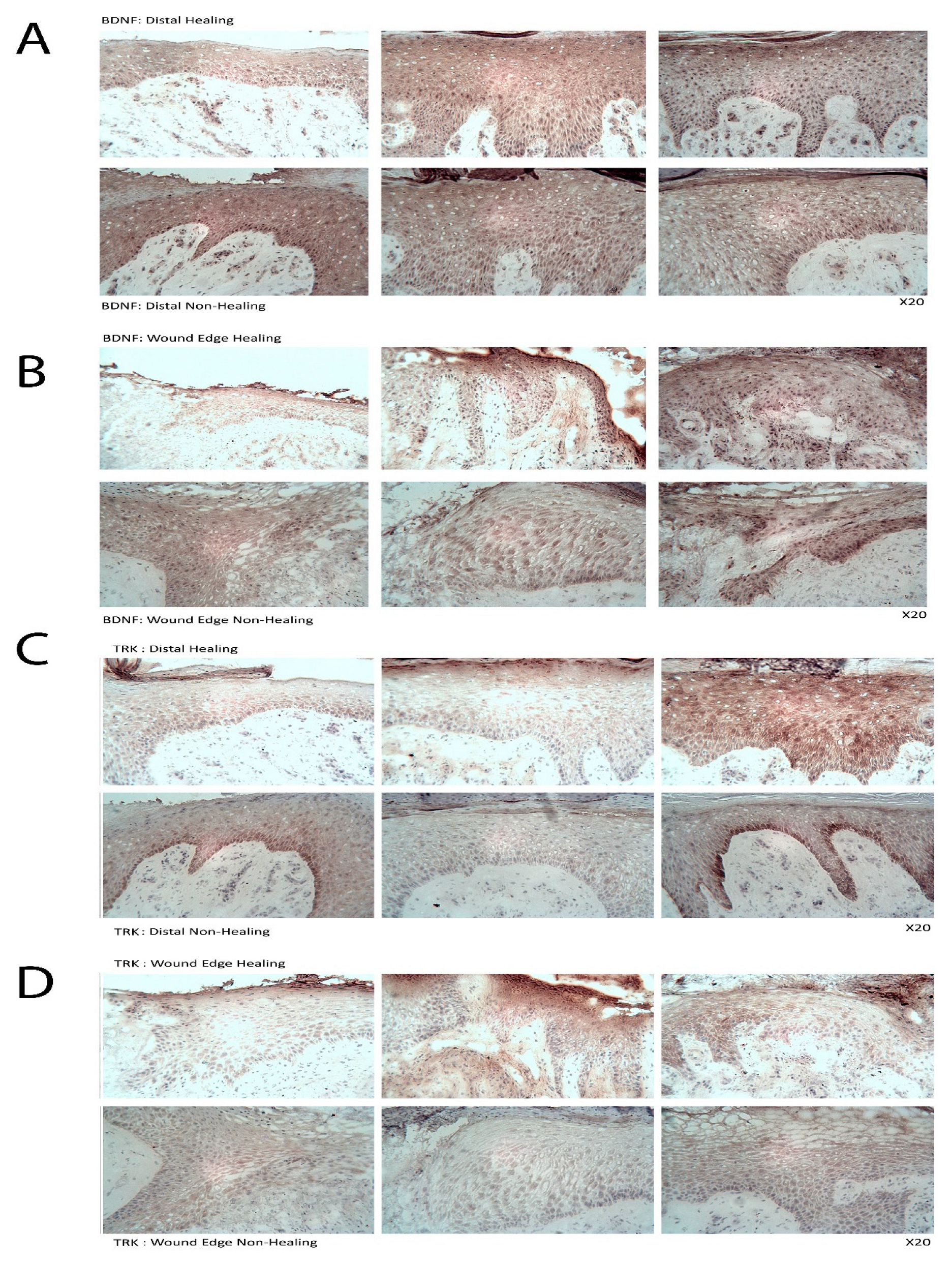 Biomolecules 13 00379 g008