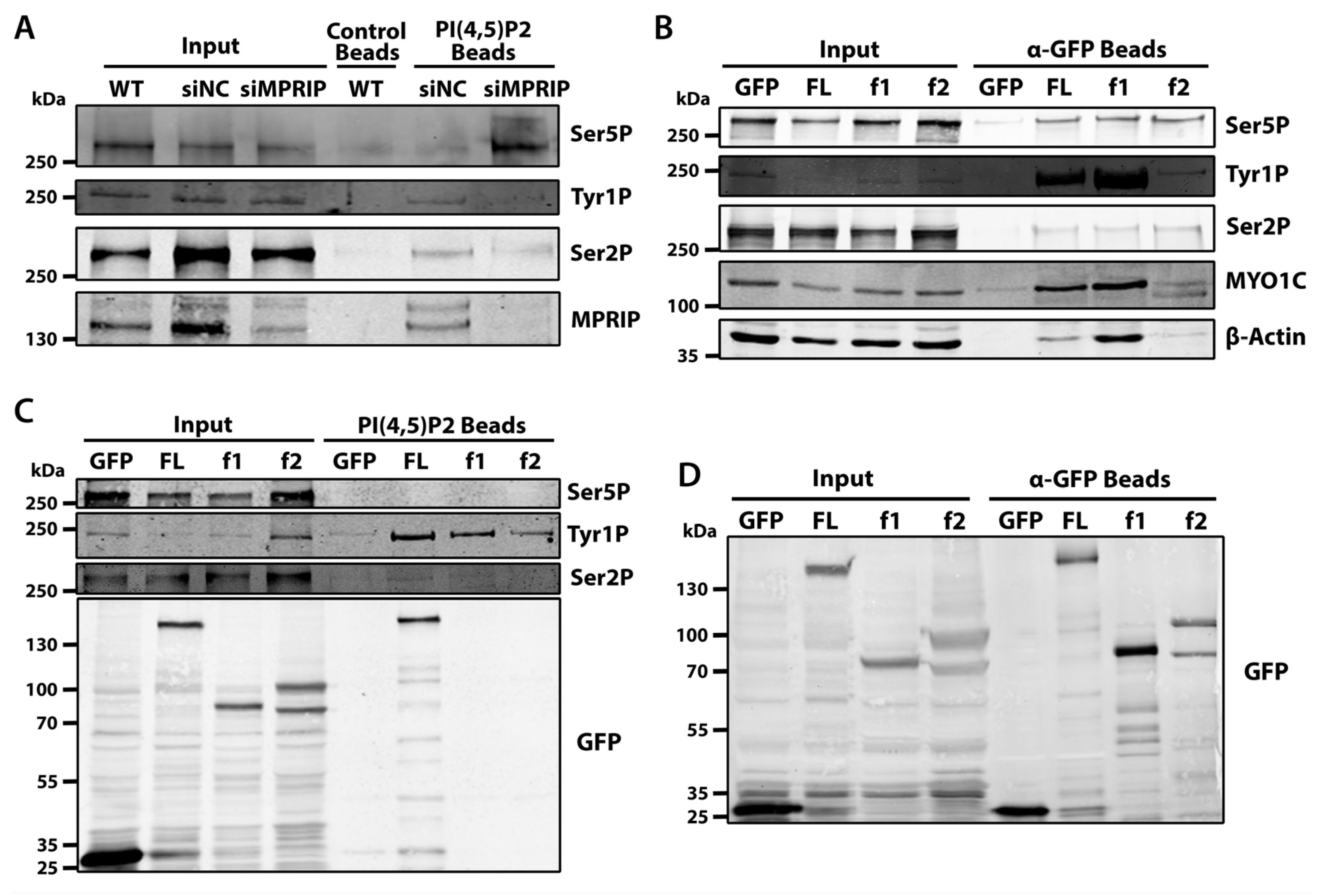 Biomolecules 13 00426 g004