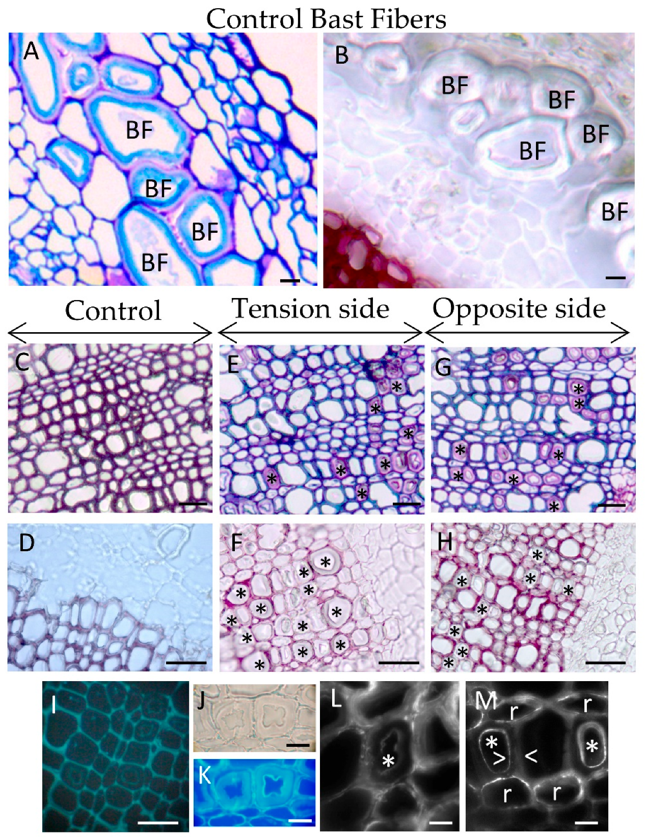 Biomolecules 13 00435 g001 Biomolecules 13 00435 g001