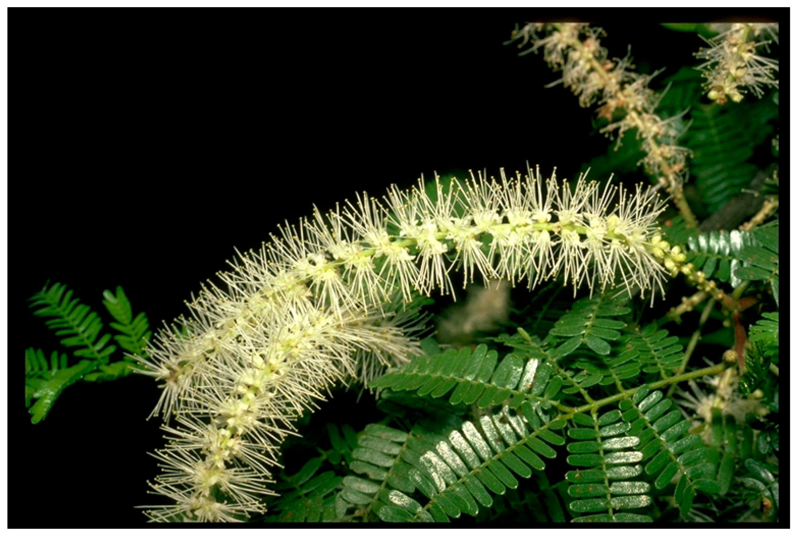 Biomolecules 13 00444 g006 Biomolecules 13 00444 g006