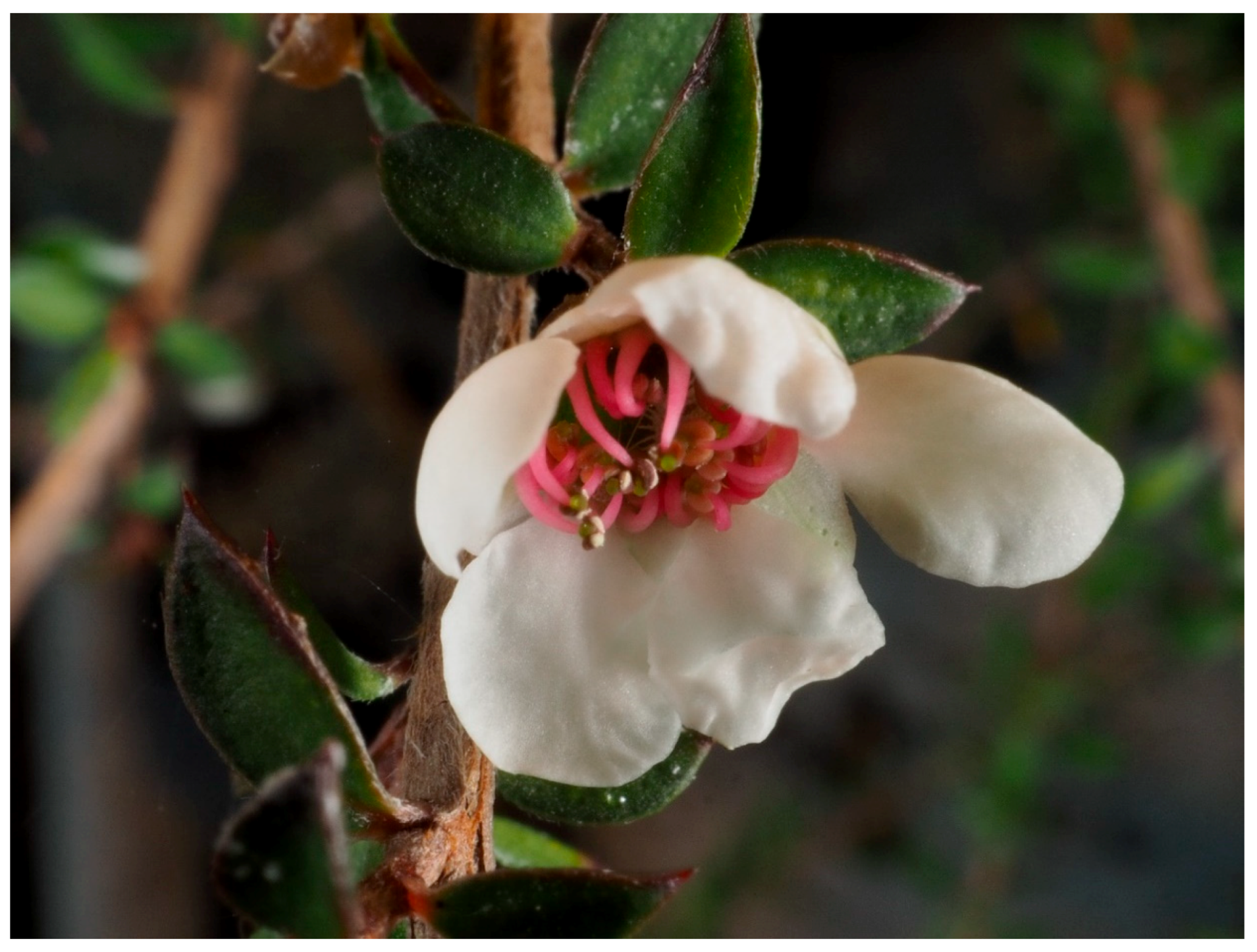 Biomolecules 13 00444 g008 Biomolecules 13 00444 g008