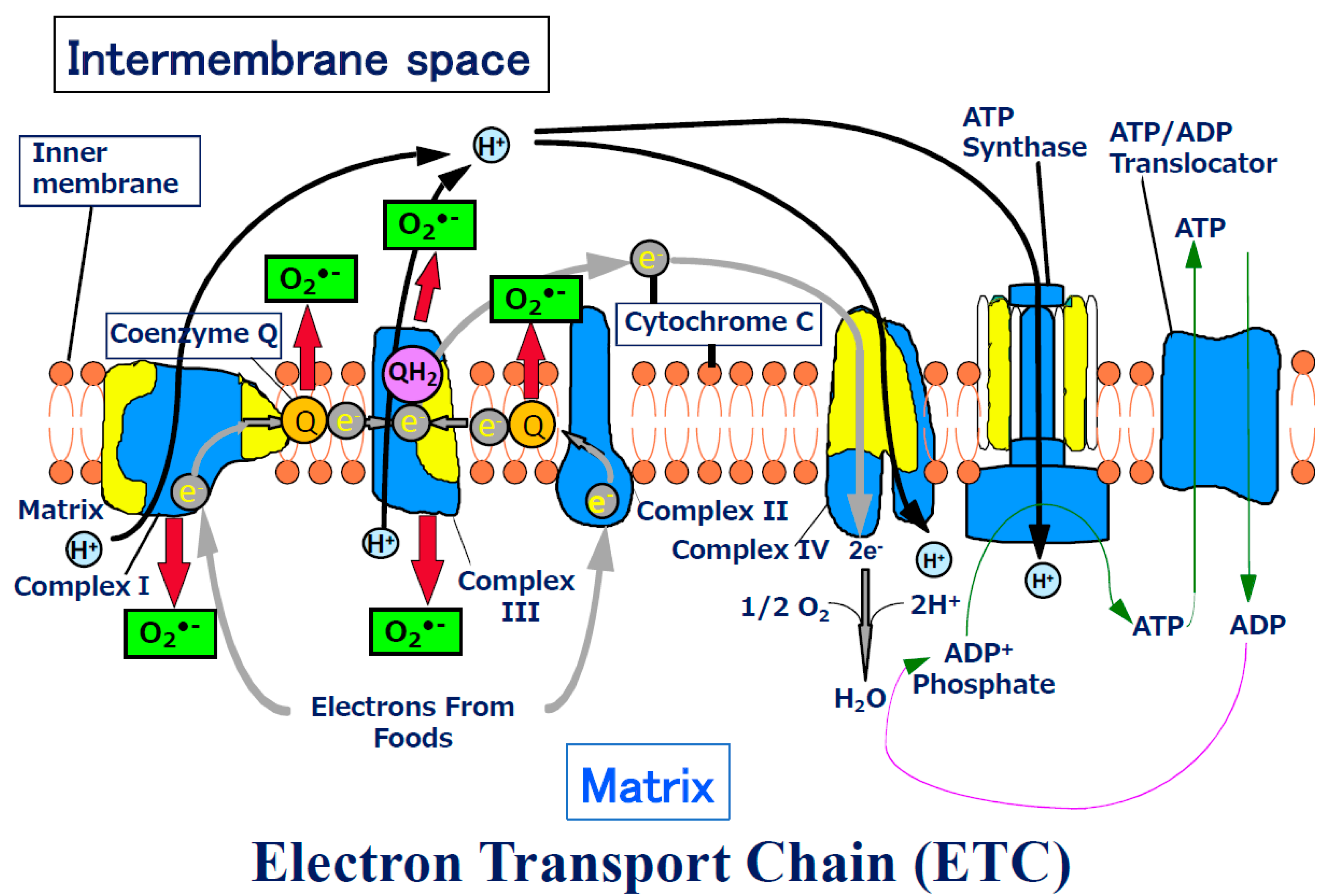 Biomolecules 13 00445 g001