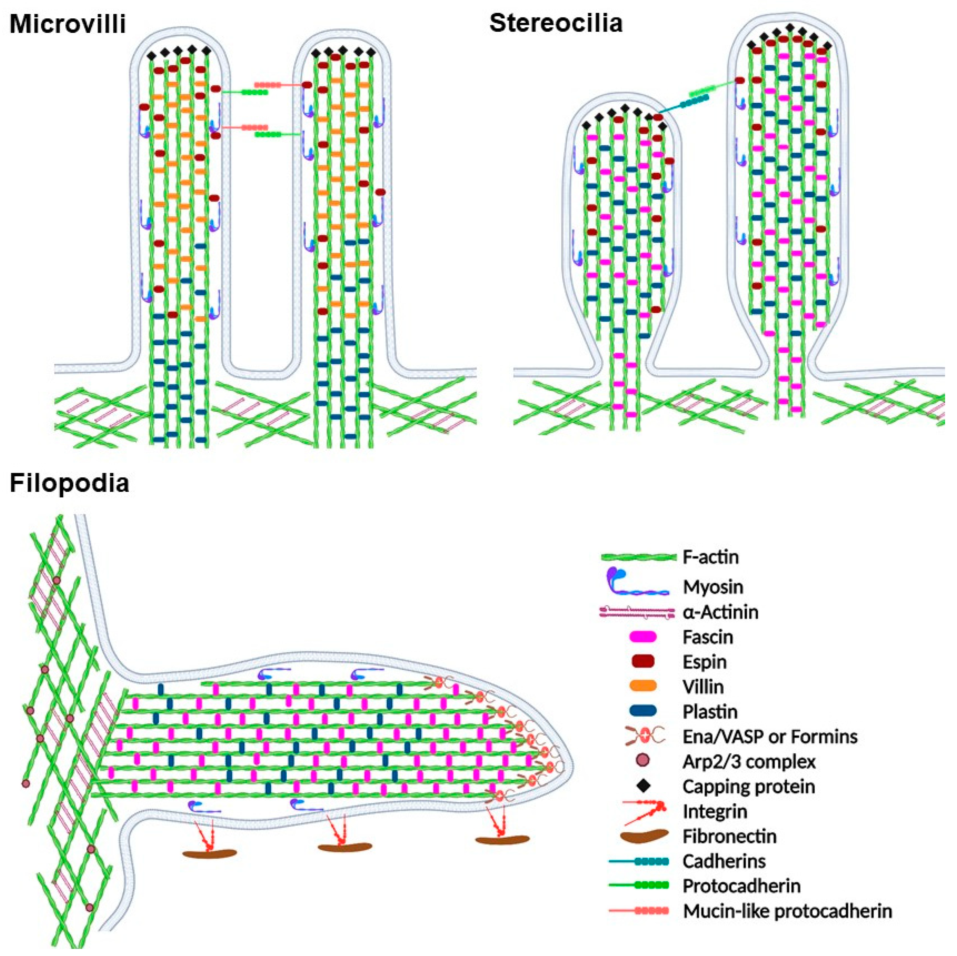 Biomolecules 13 00450 g004