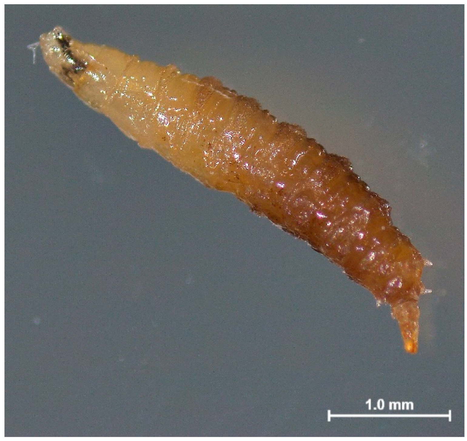 Biomolecules 13 00451 g001 Biomolecules 13 00451 g001