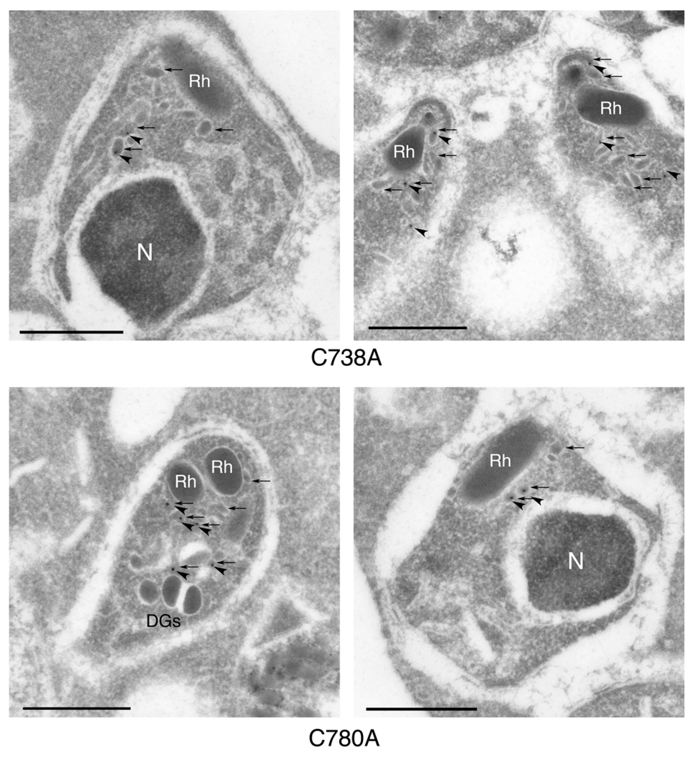 Biomolecules 13 00458 g004