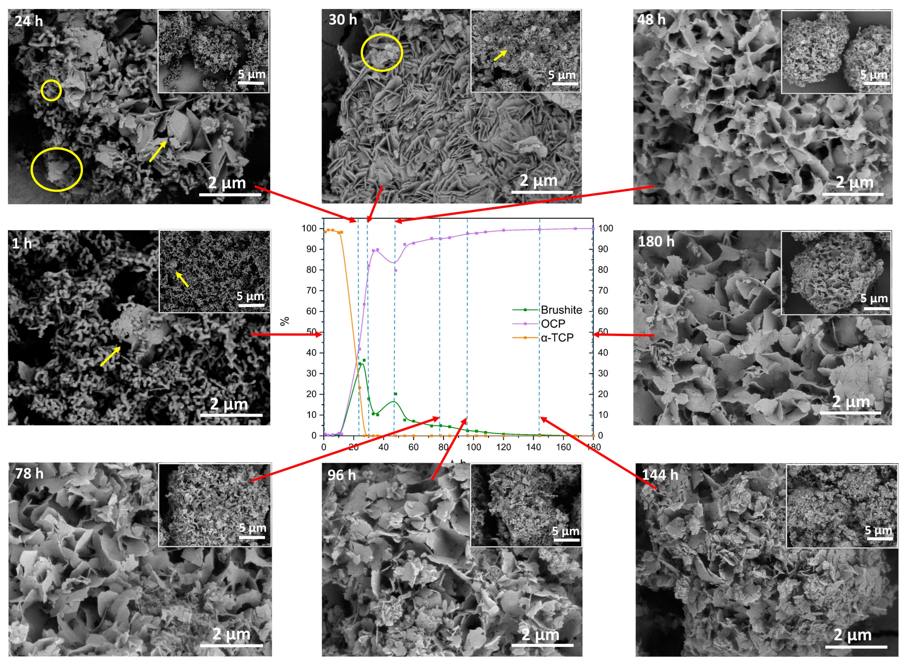 Biomolecules 13 00462 g008