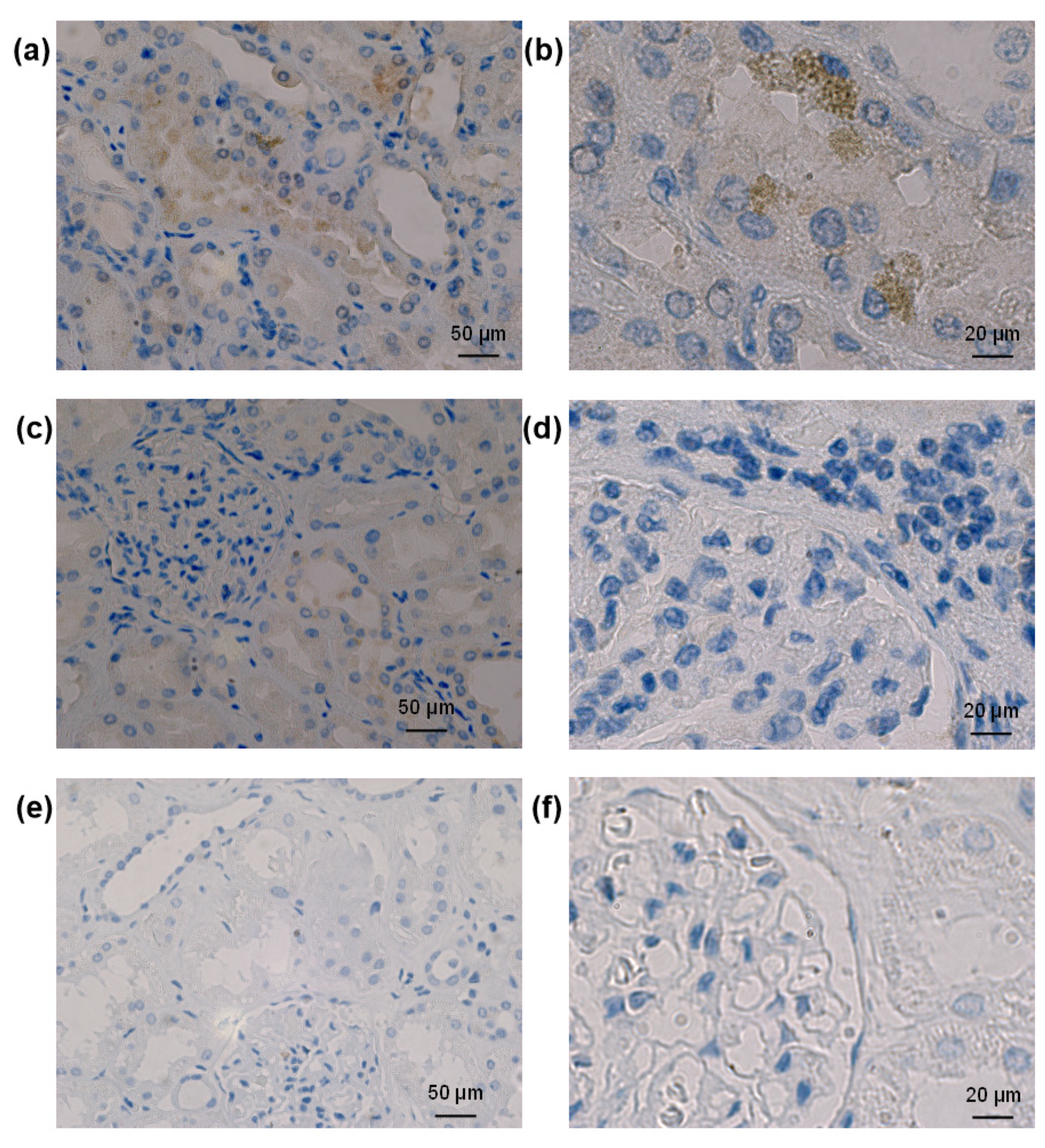 Biomolecules 13 00472 g008 Biomolecules 13 00472 g008