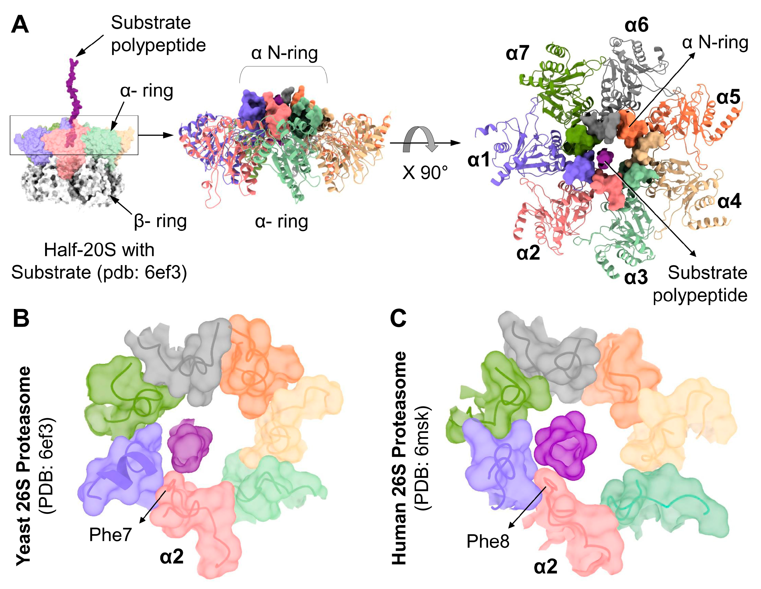 Biomolecules 13 00480 g006