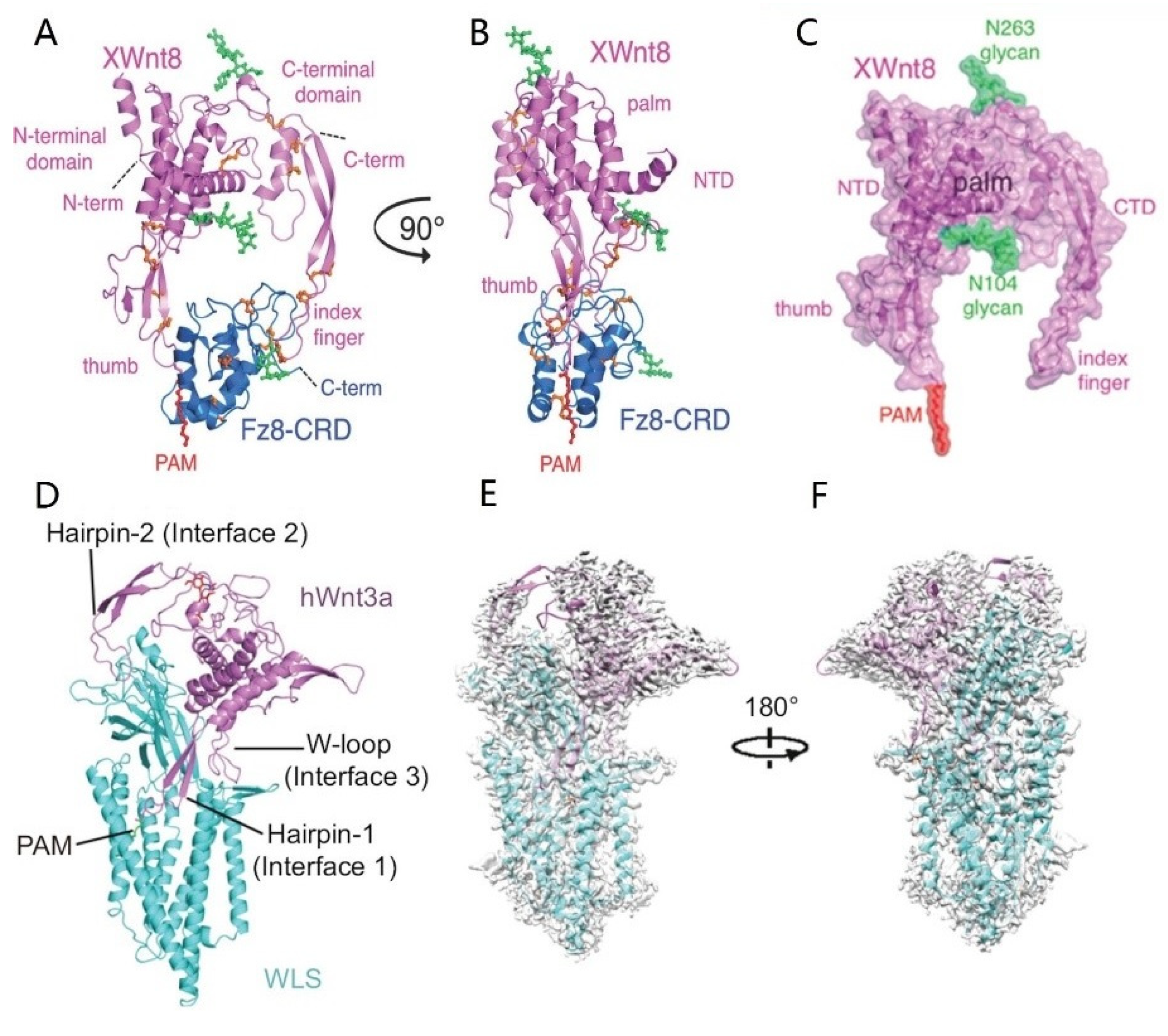 Biomolecules 13 00483 g002