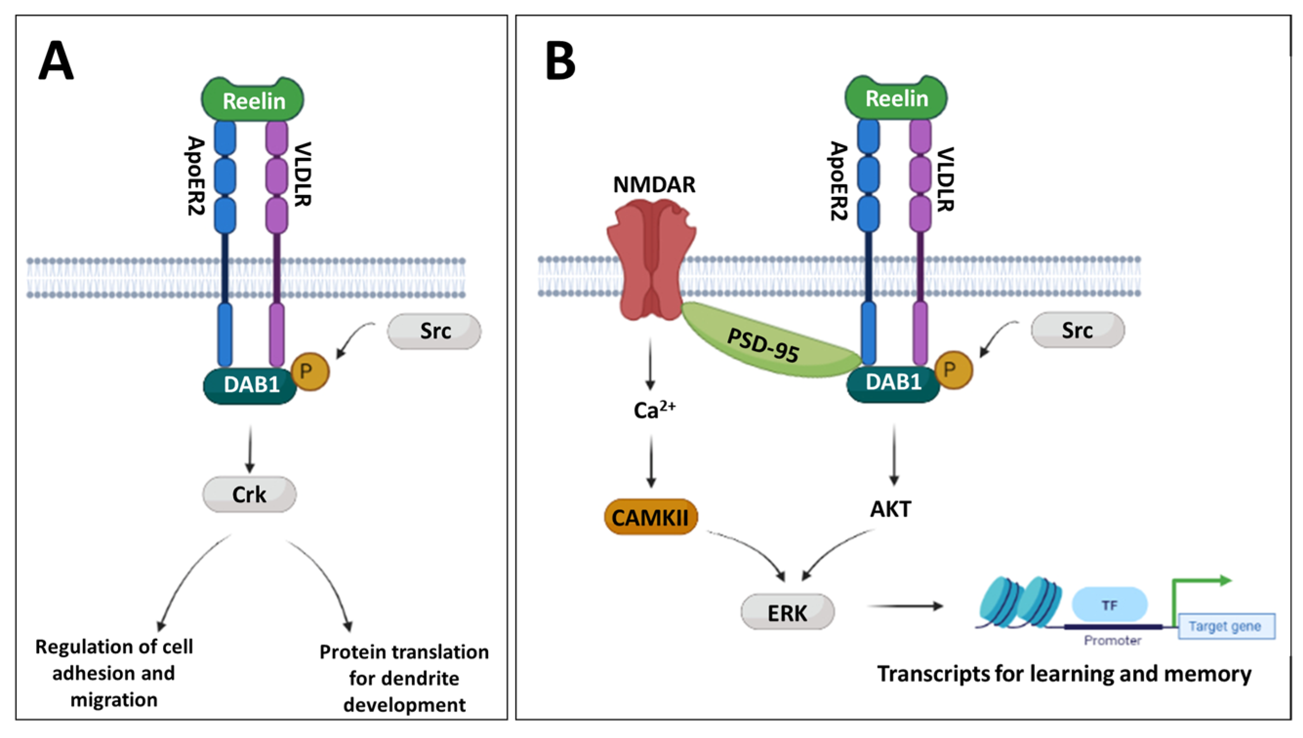 Biomolecules 13 00489 g001