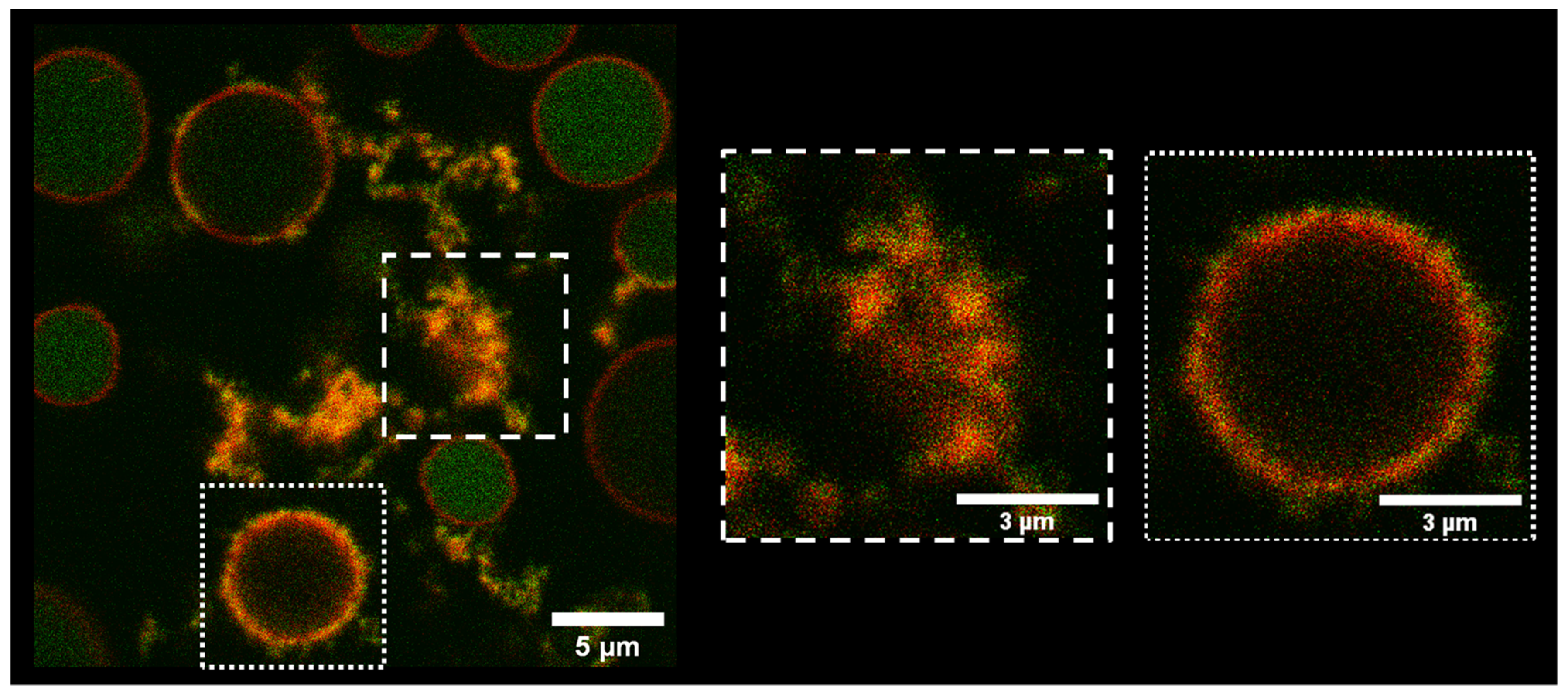 Biomolecules 13 00492 g002