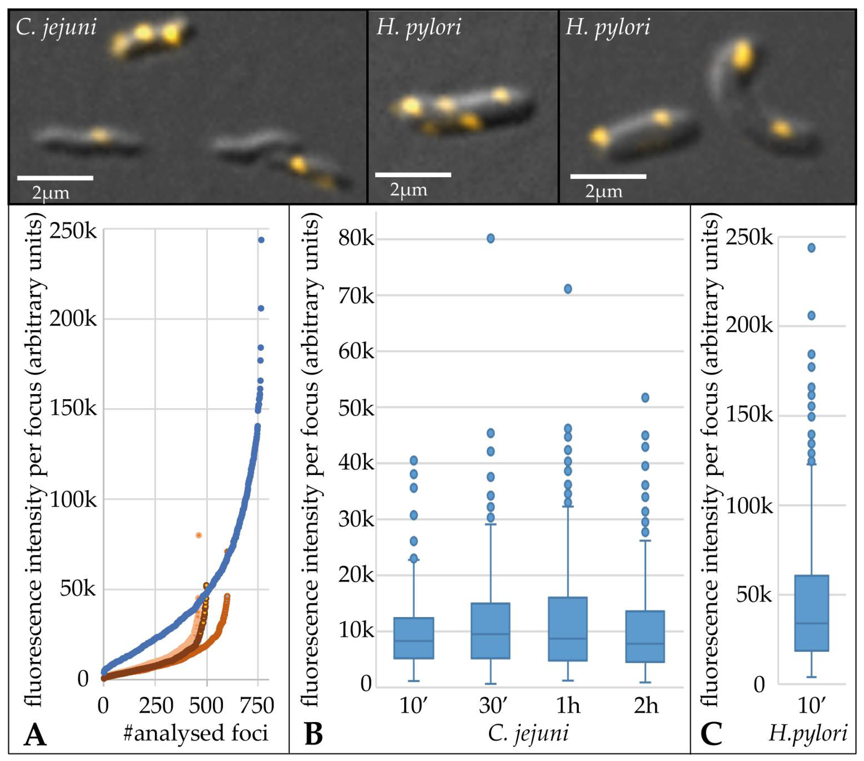 Biomolecules 13 00514 g003