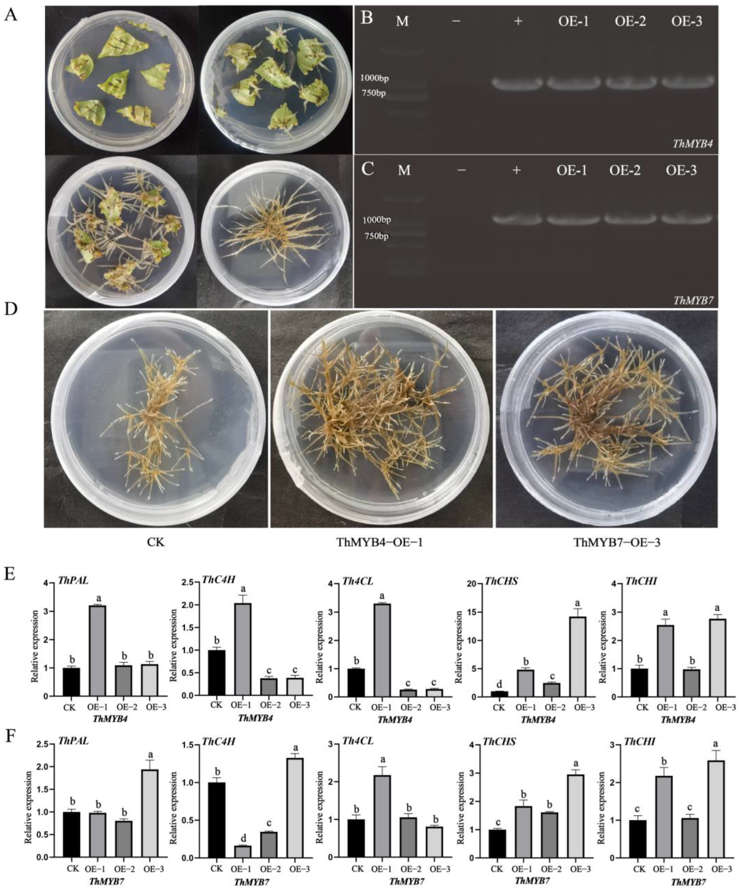 Biomolecules 13 00531 g008