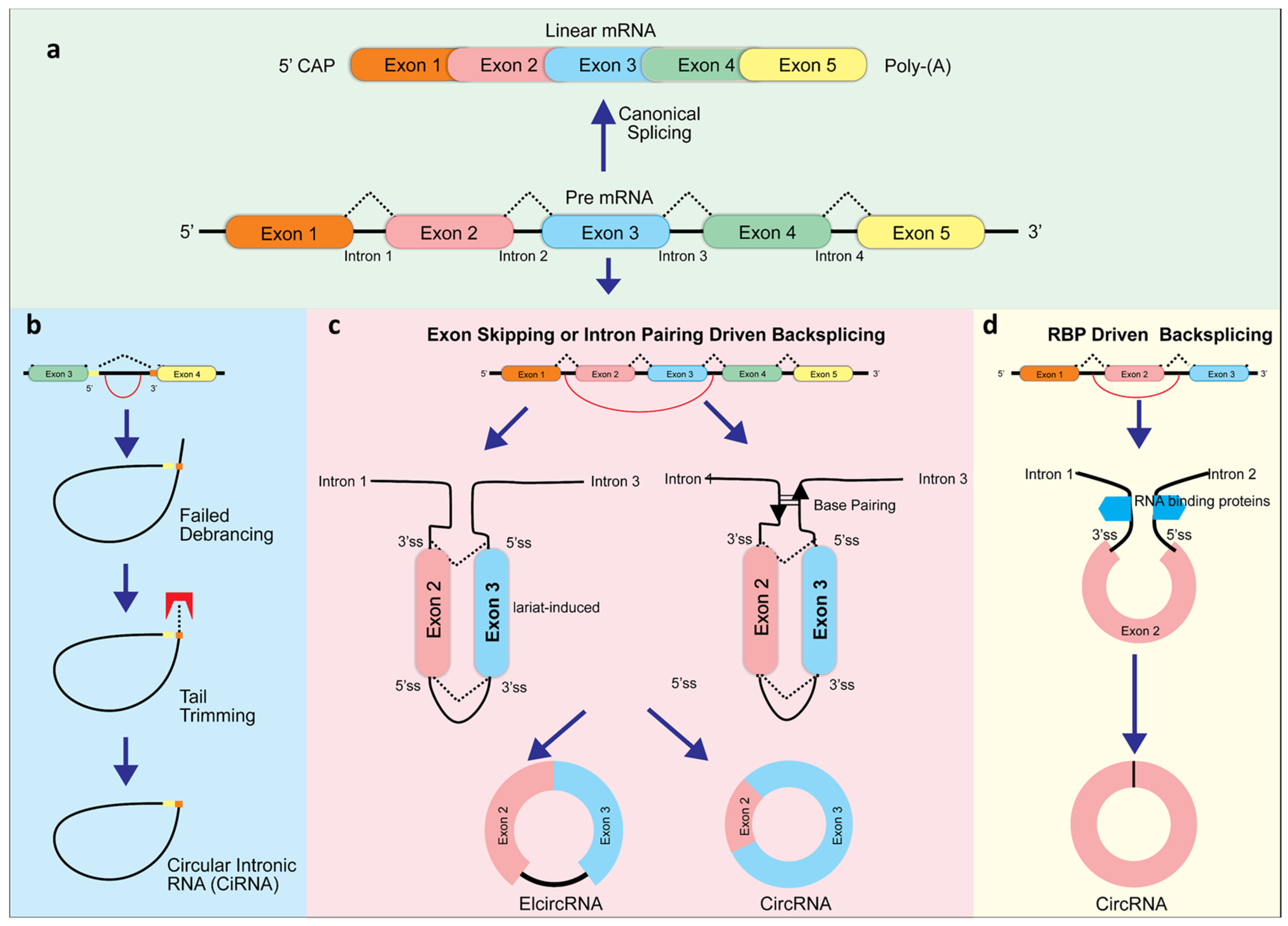 Biomolecules 13 00533 g001