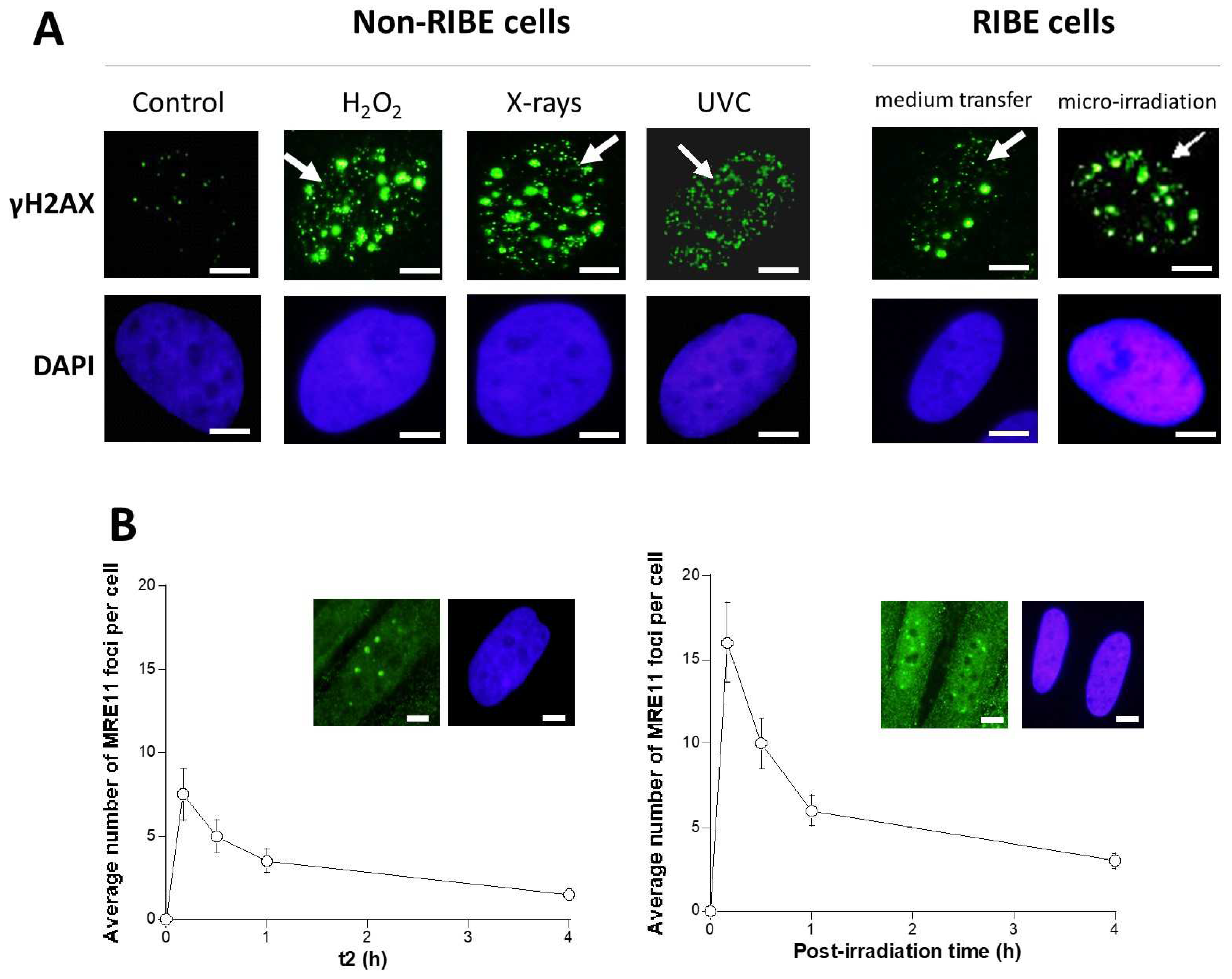 Biomolecules 13 00542 g005