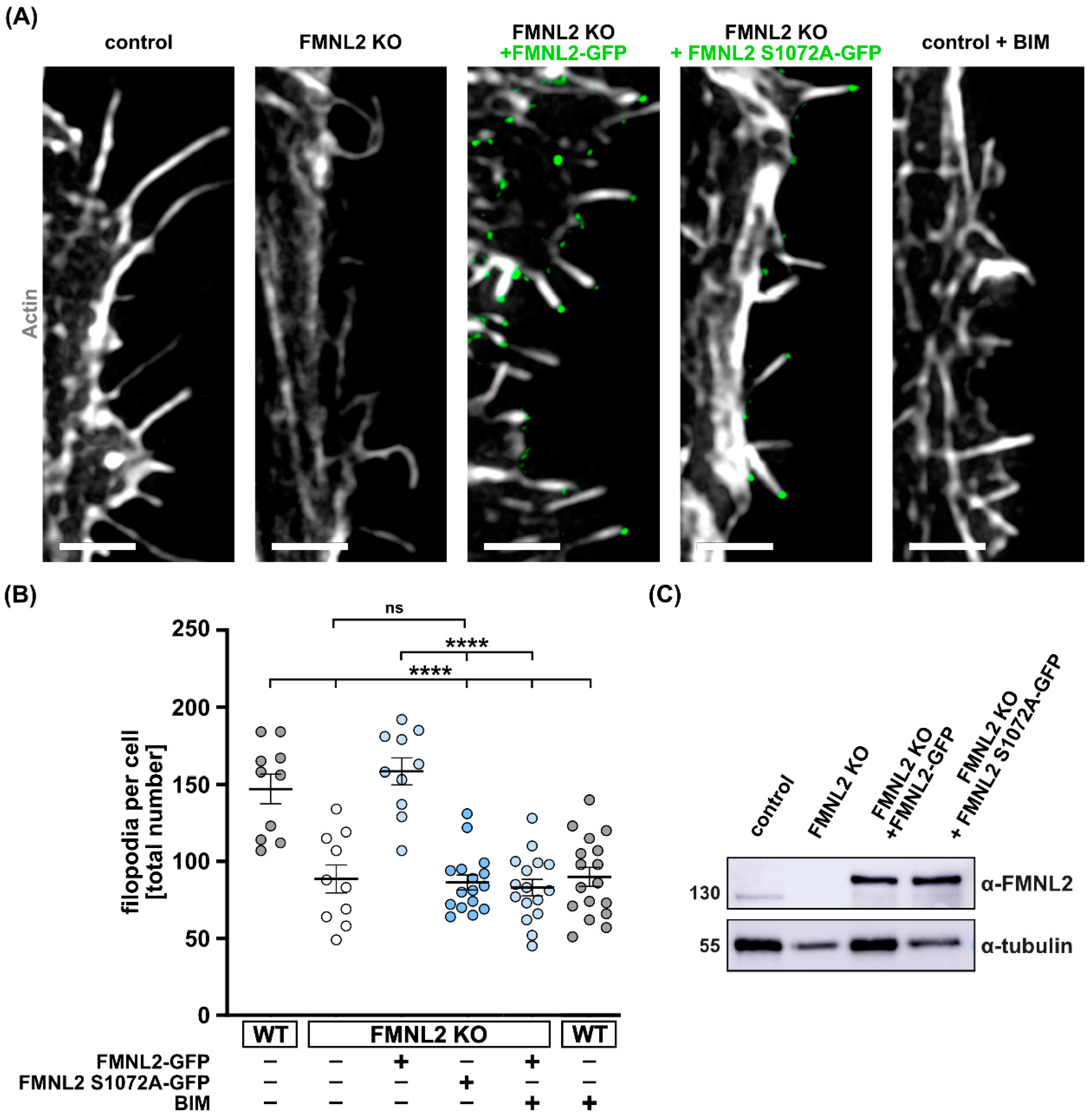 Biomolecules 13 00548 g003 Biomolecules 13 00548 g003
