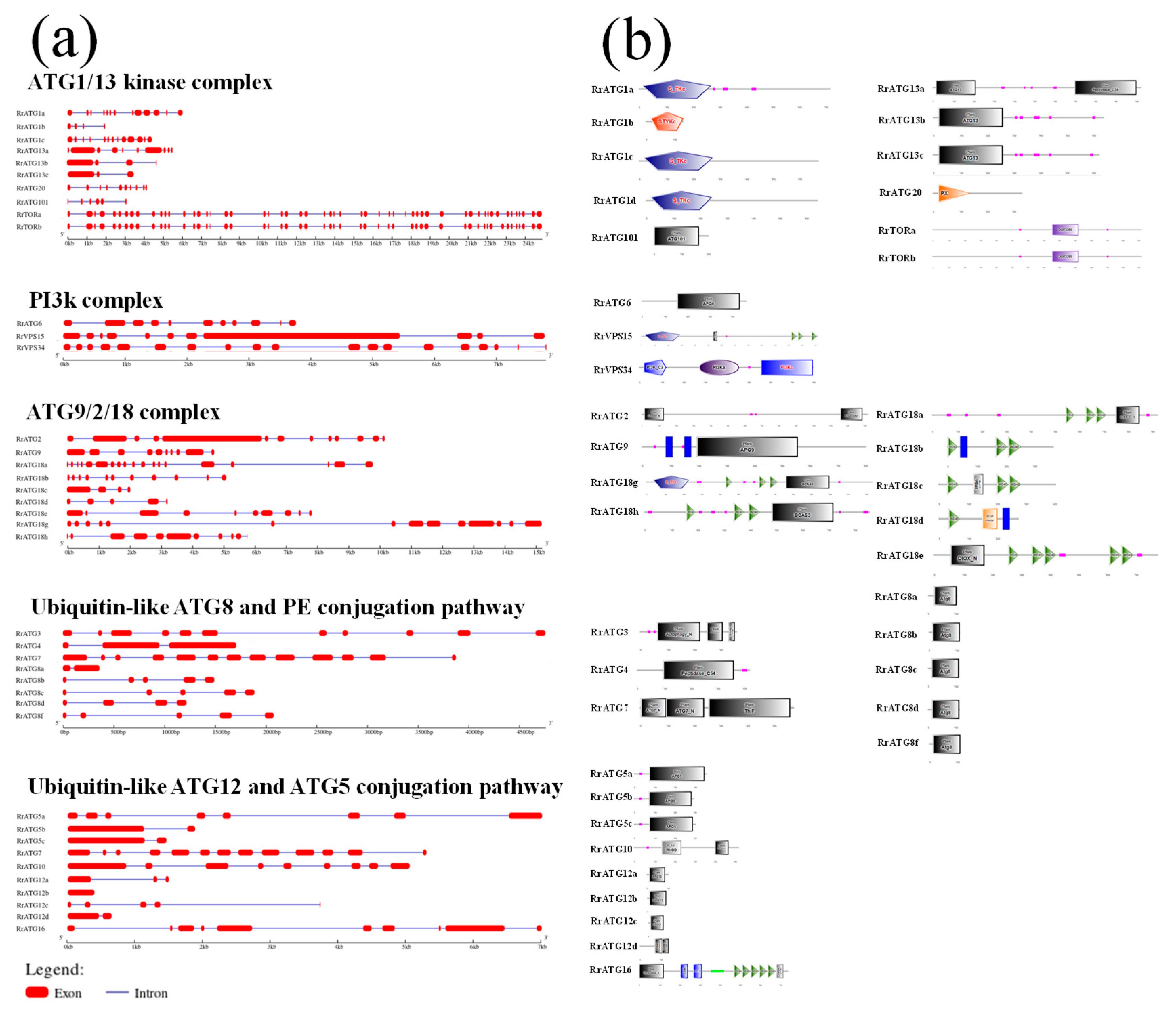 Biomolecules 13 00556 g003