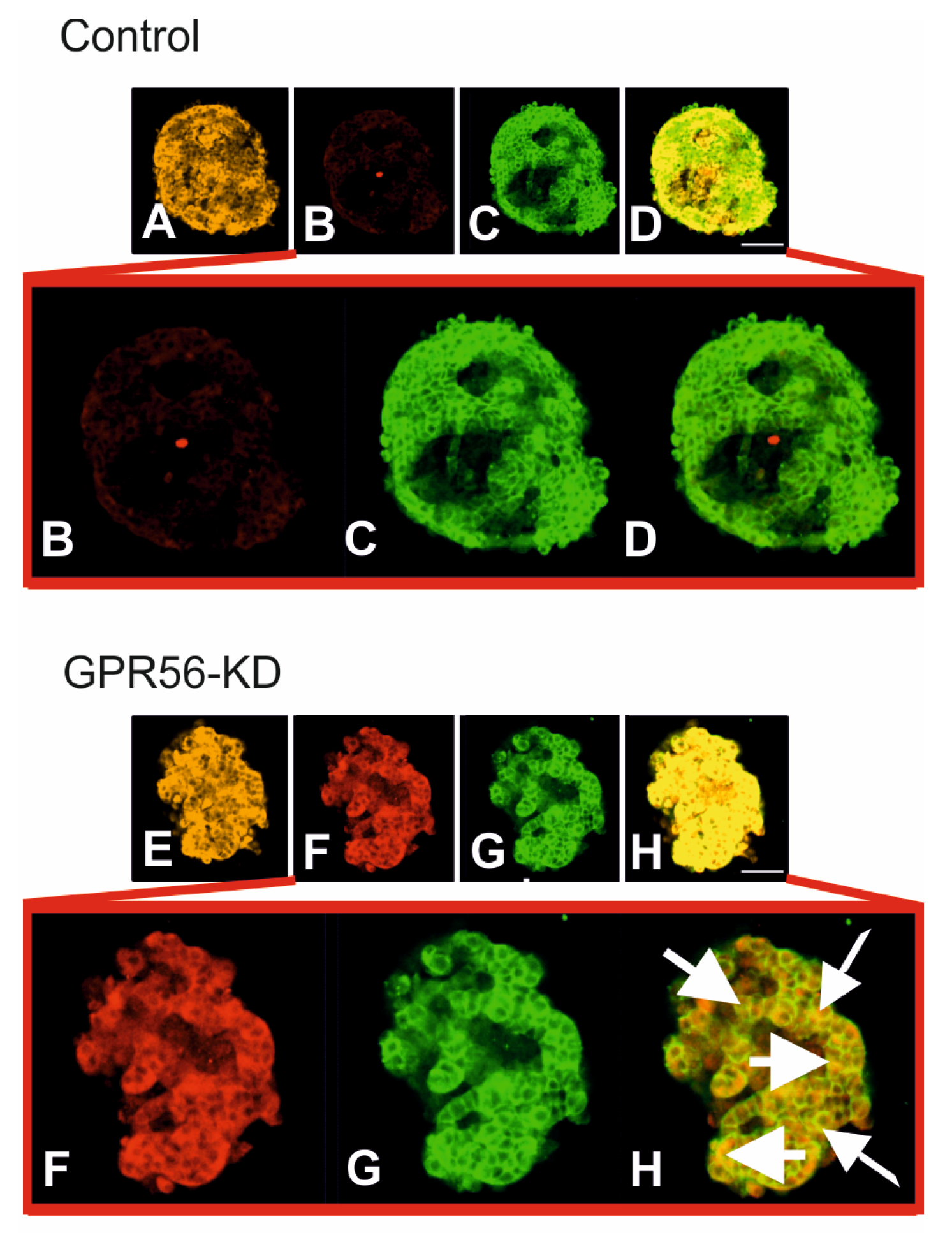 Biomolecules 13 00557 g003 Biomolecules 13 00557 g003