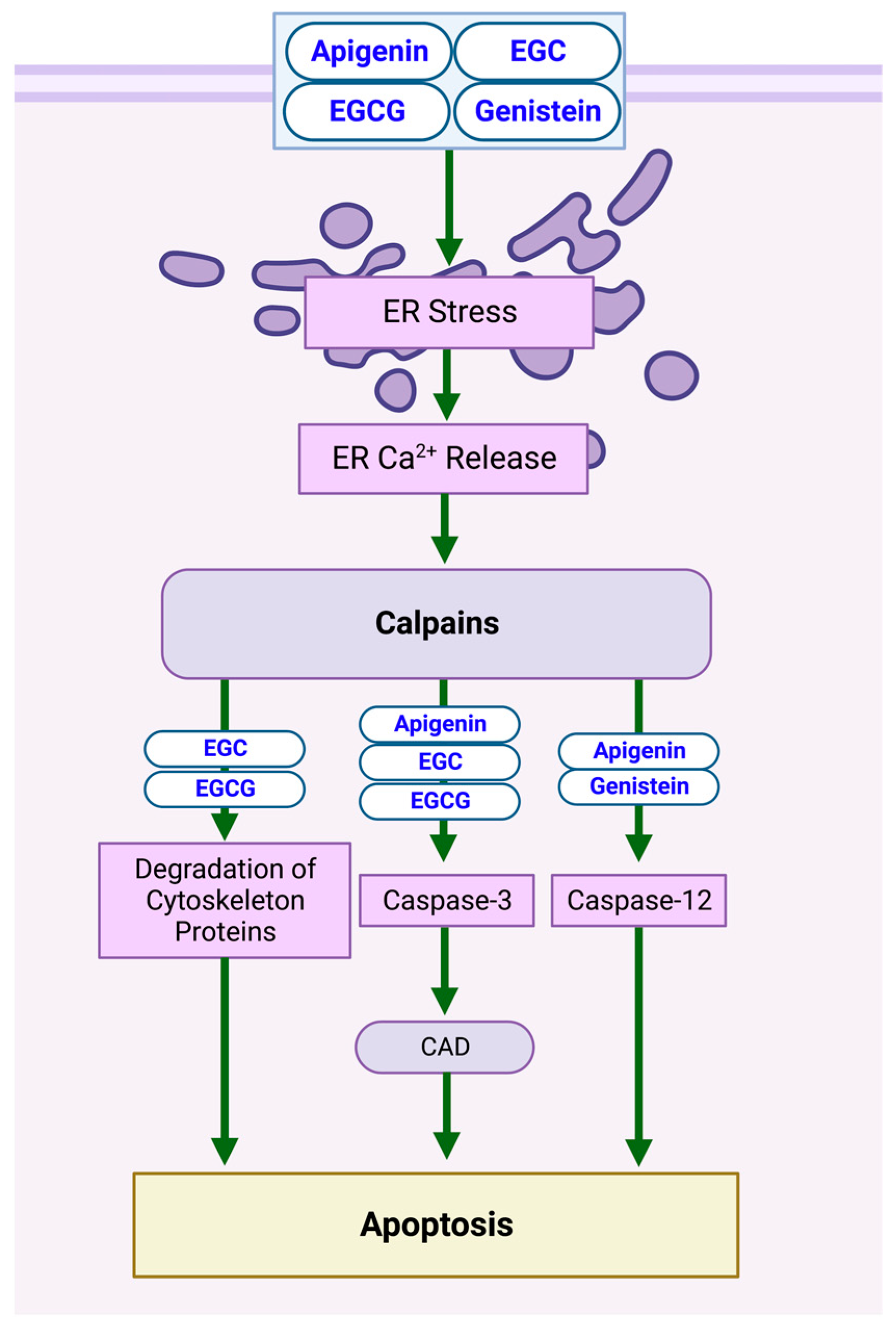 Biomolecules 13 00563 g002