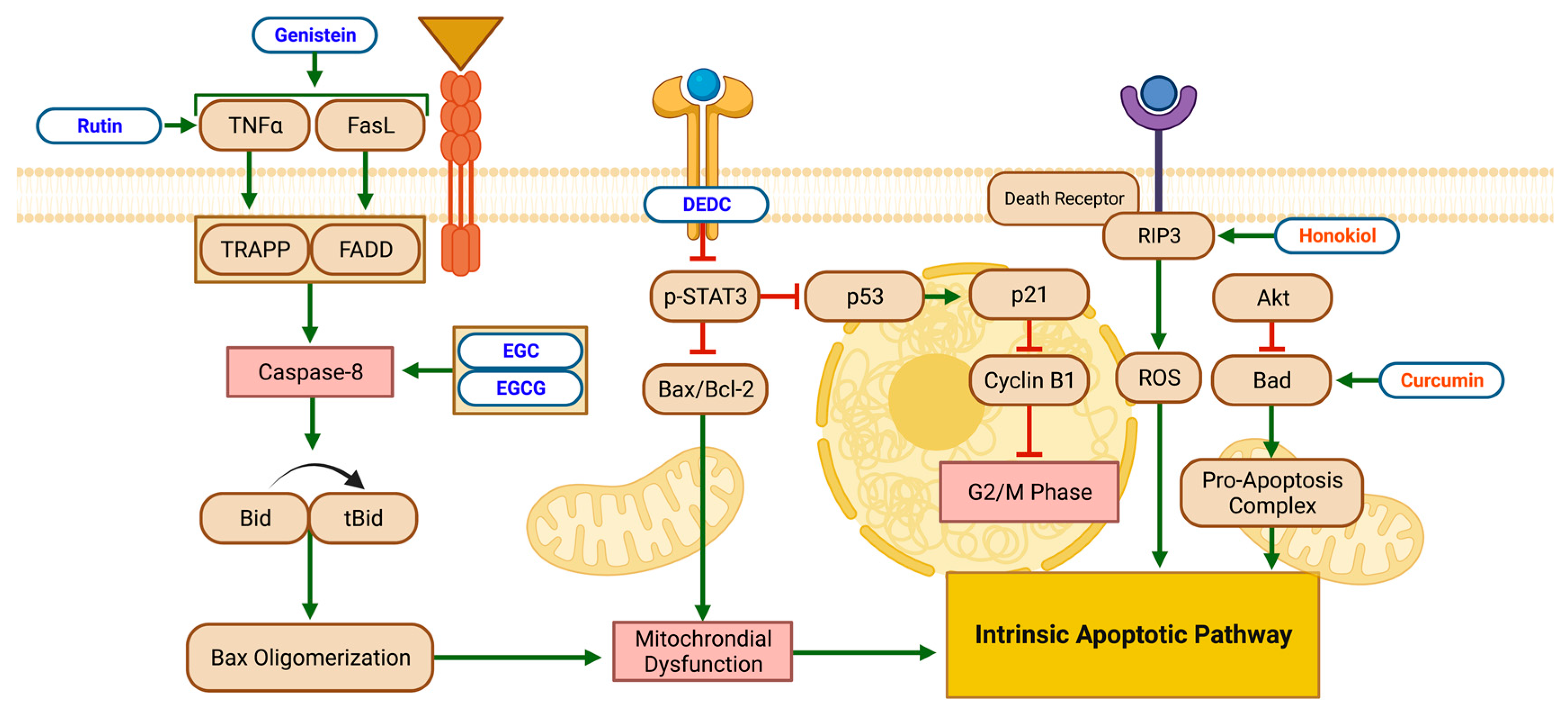 Biomolecules 13 00563 g005