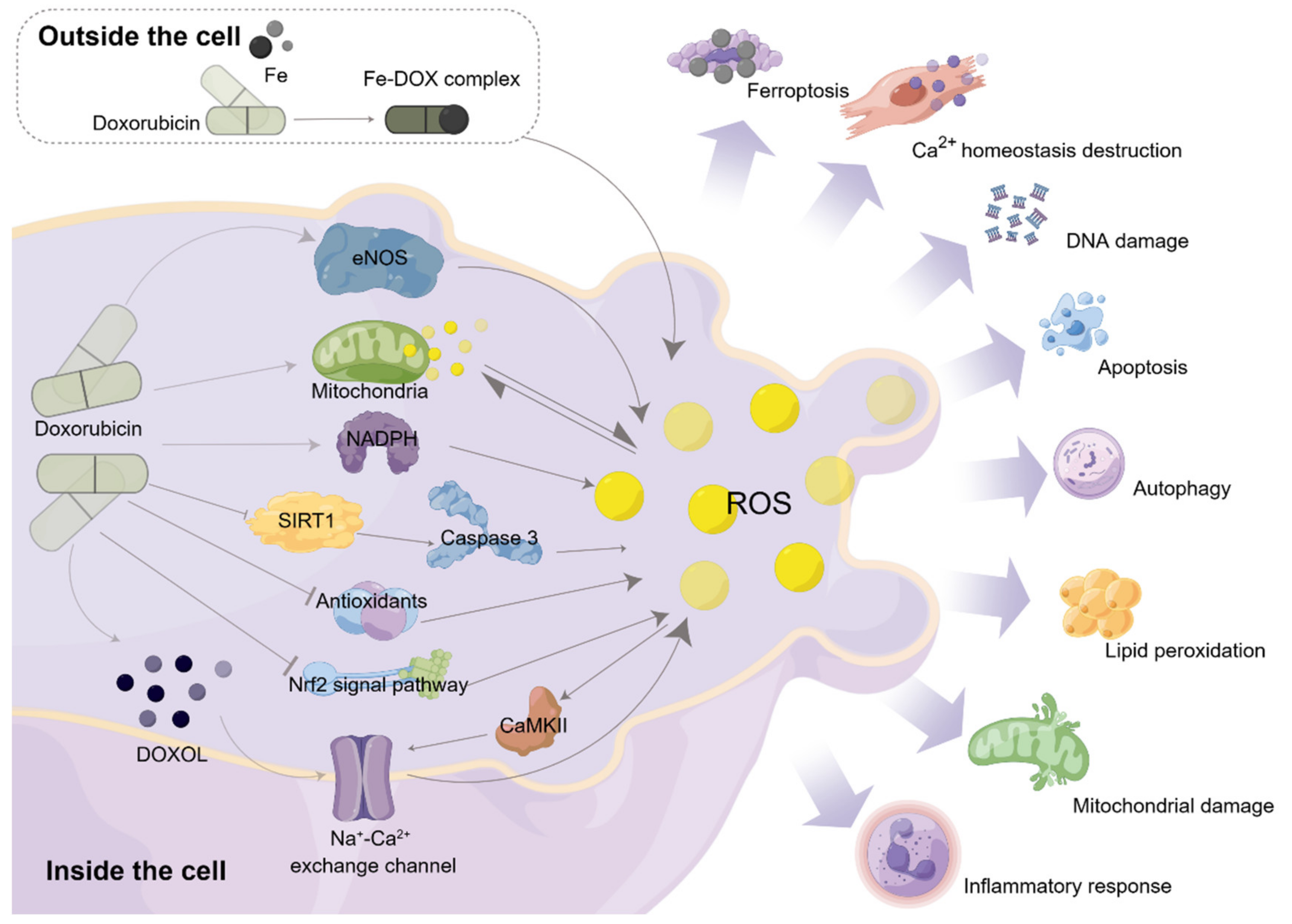Biomolecules 13 00568 g003