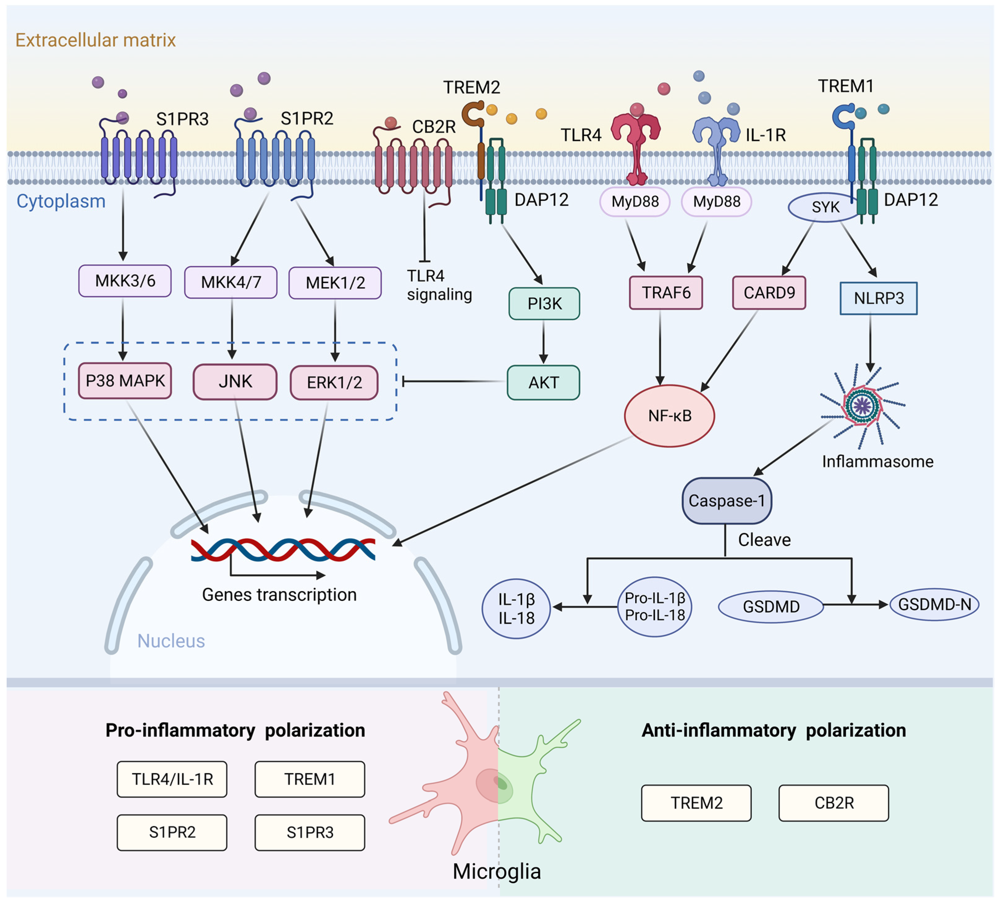 Biomolecules 13 00571 g002