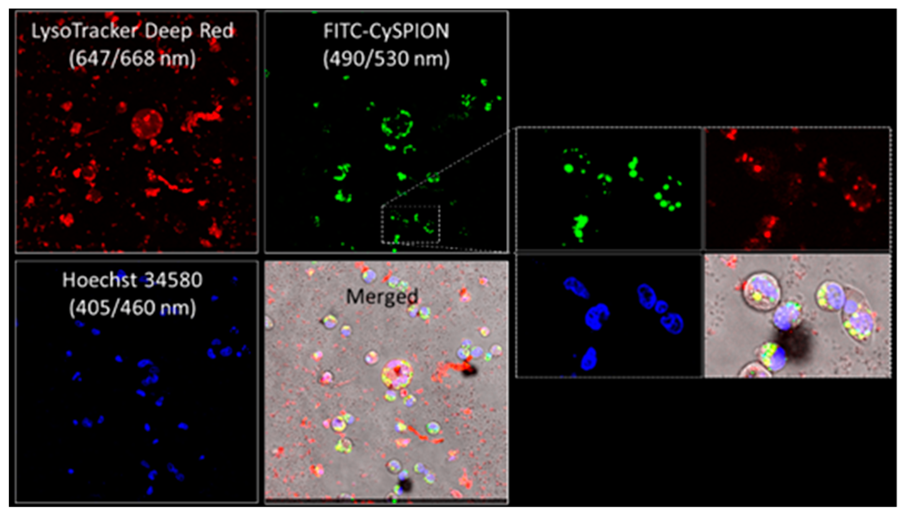 Biomolecules 13 00573 g005