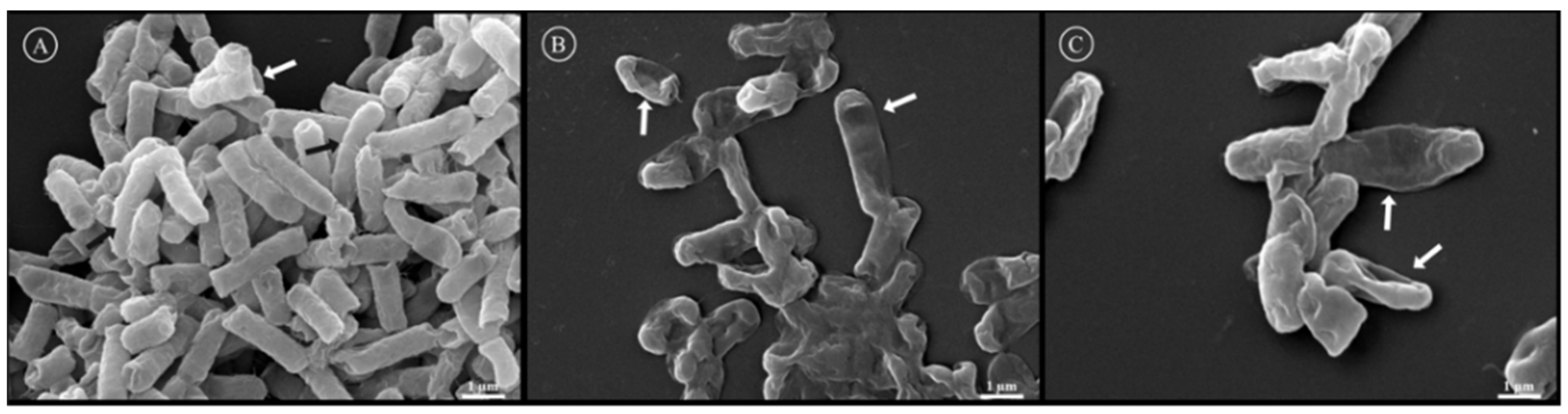Biomolecules 13 00576 g007