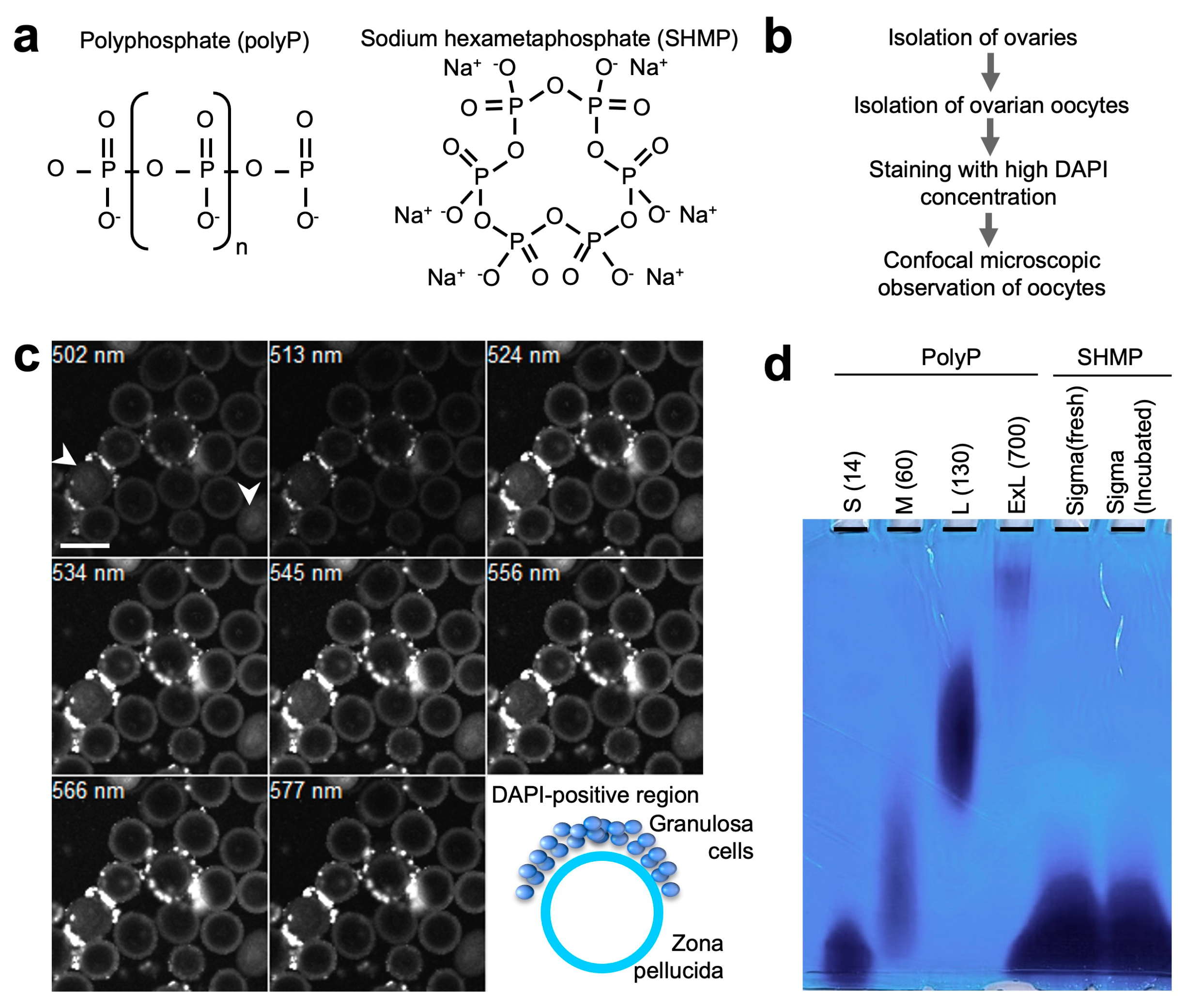 Biomolecules 13 00577 g001