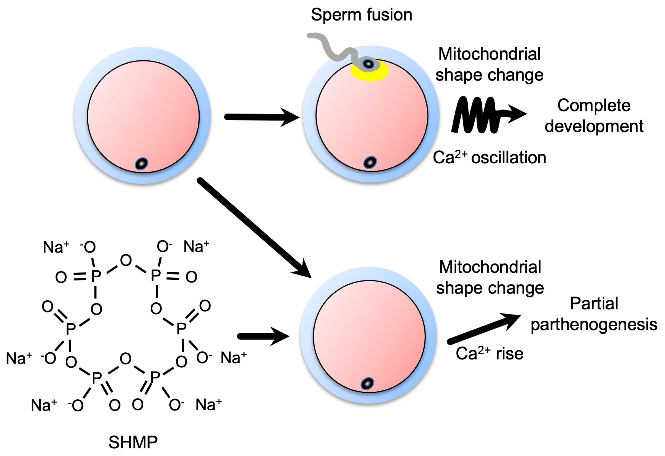 Biomolecules 13 00577 g007