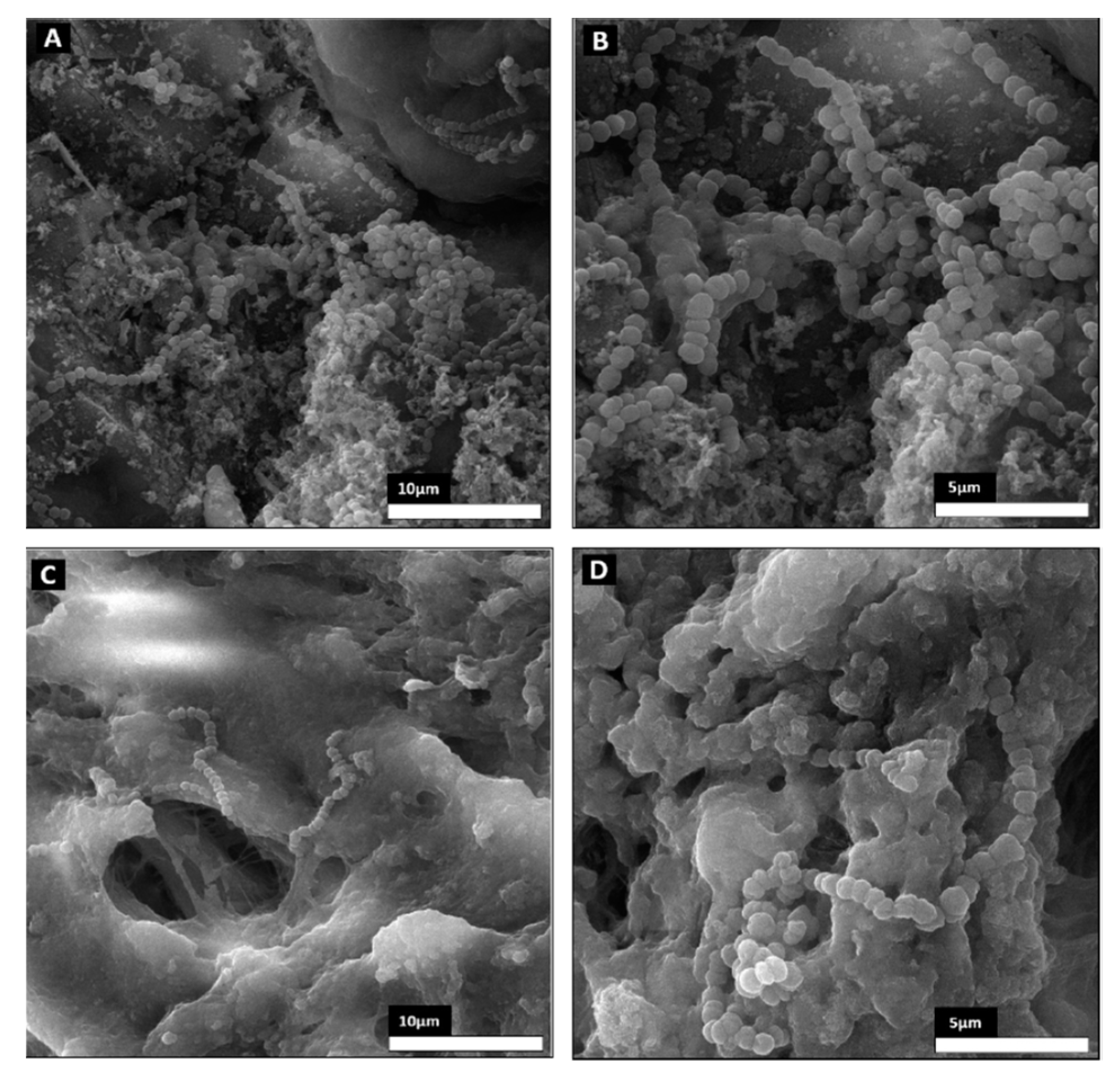 Biomolecules 13 00579 g007