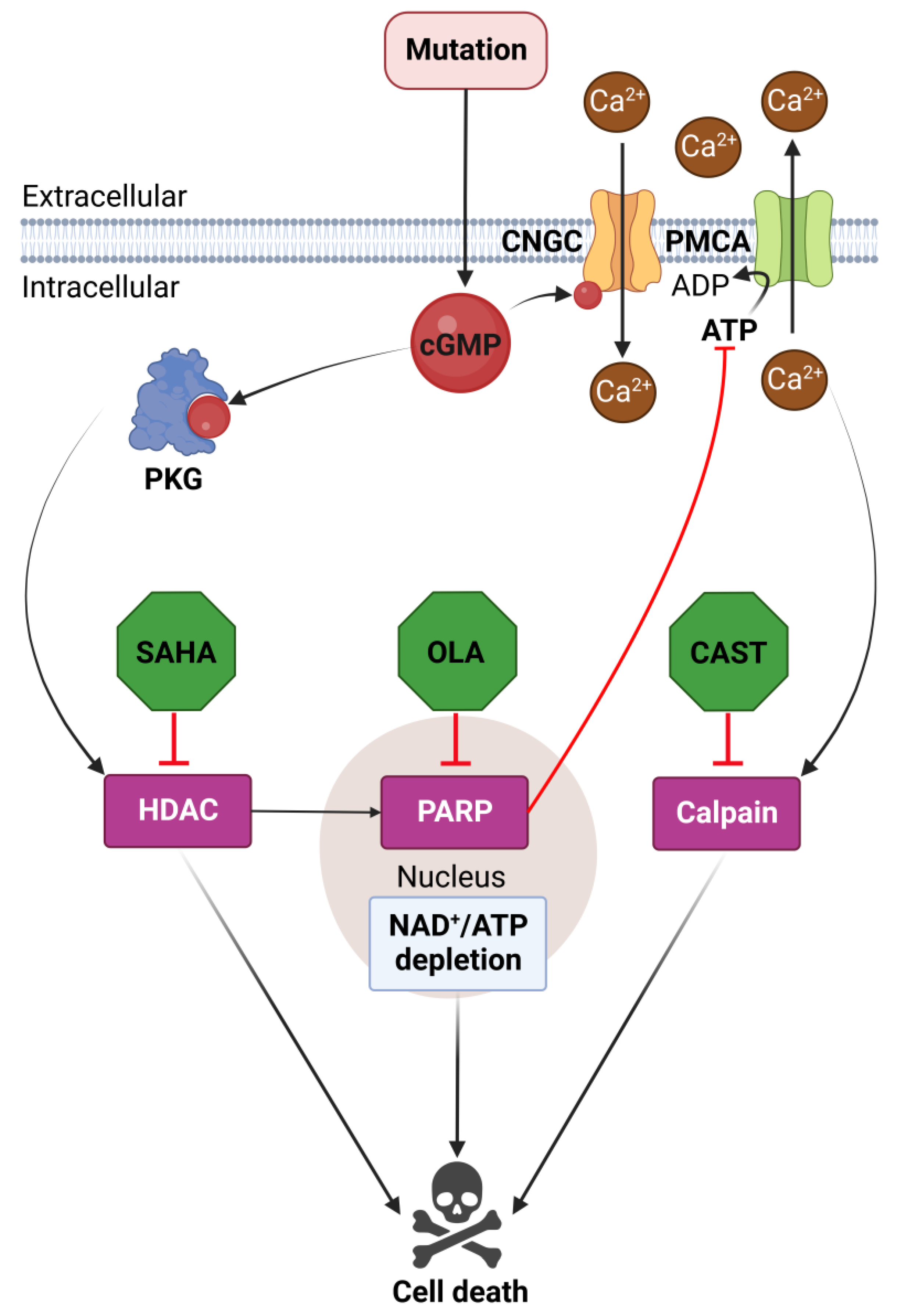 Biomolecules 13 00581 g005
