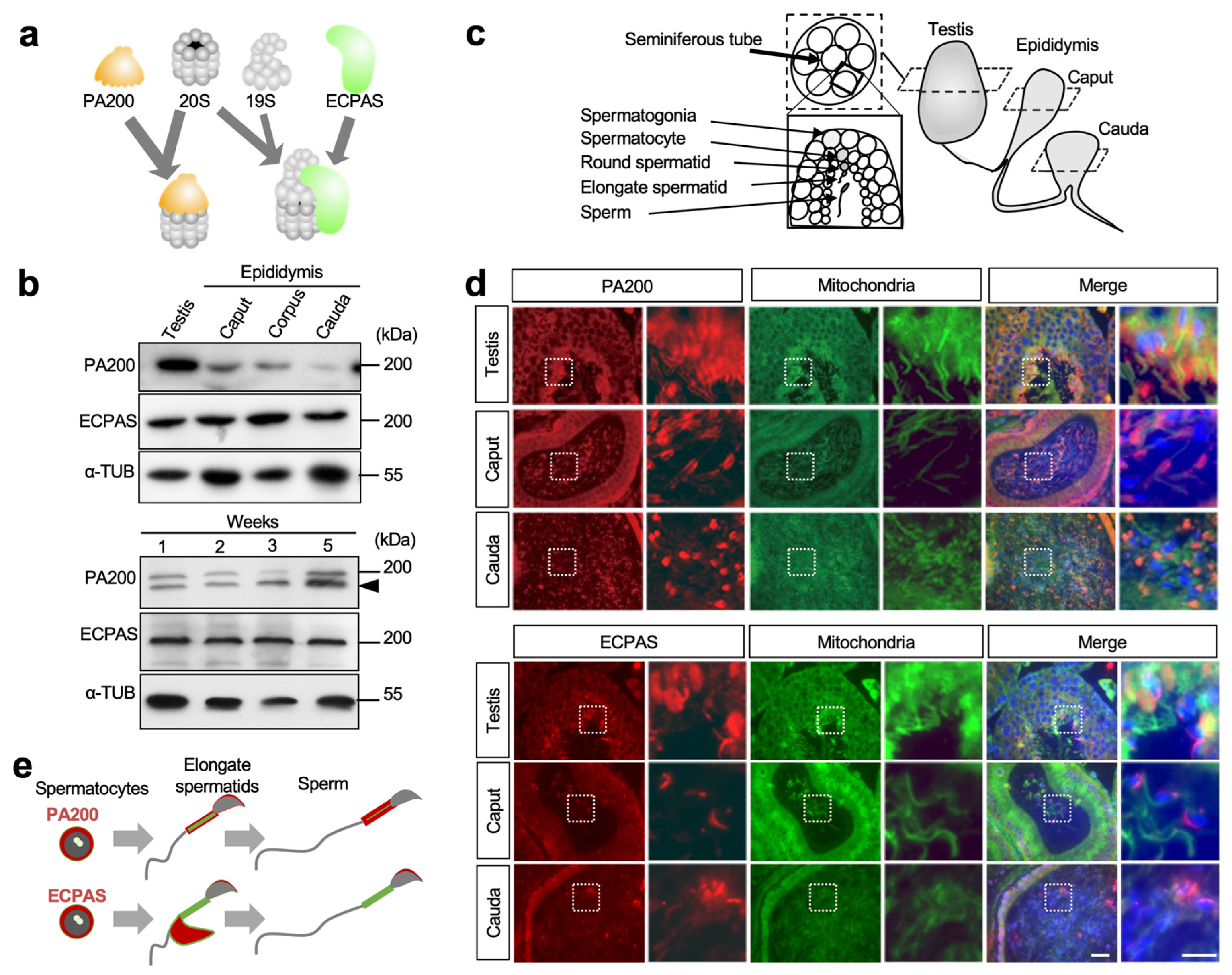 Biomolecules 13 00586 g001